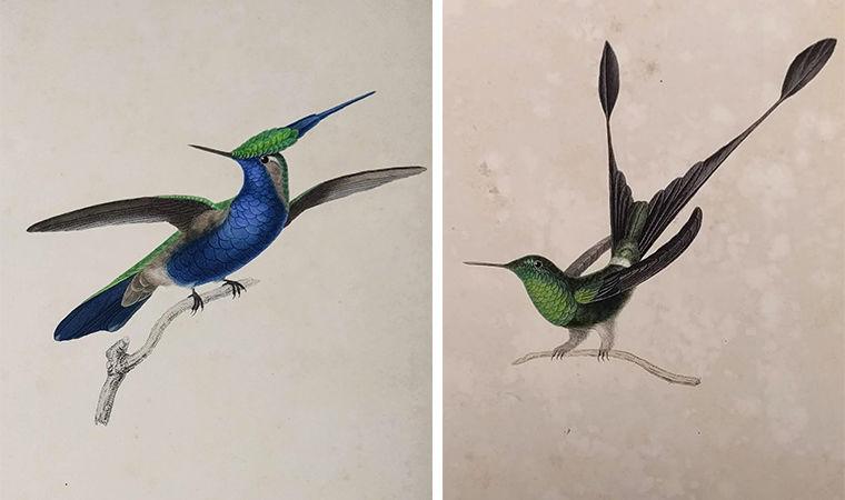 Bird 7