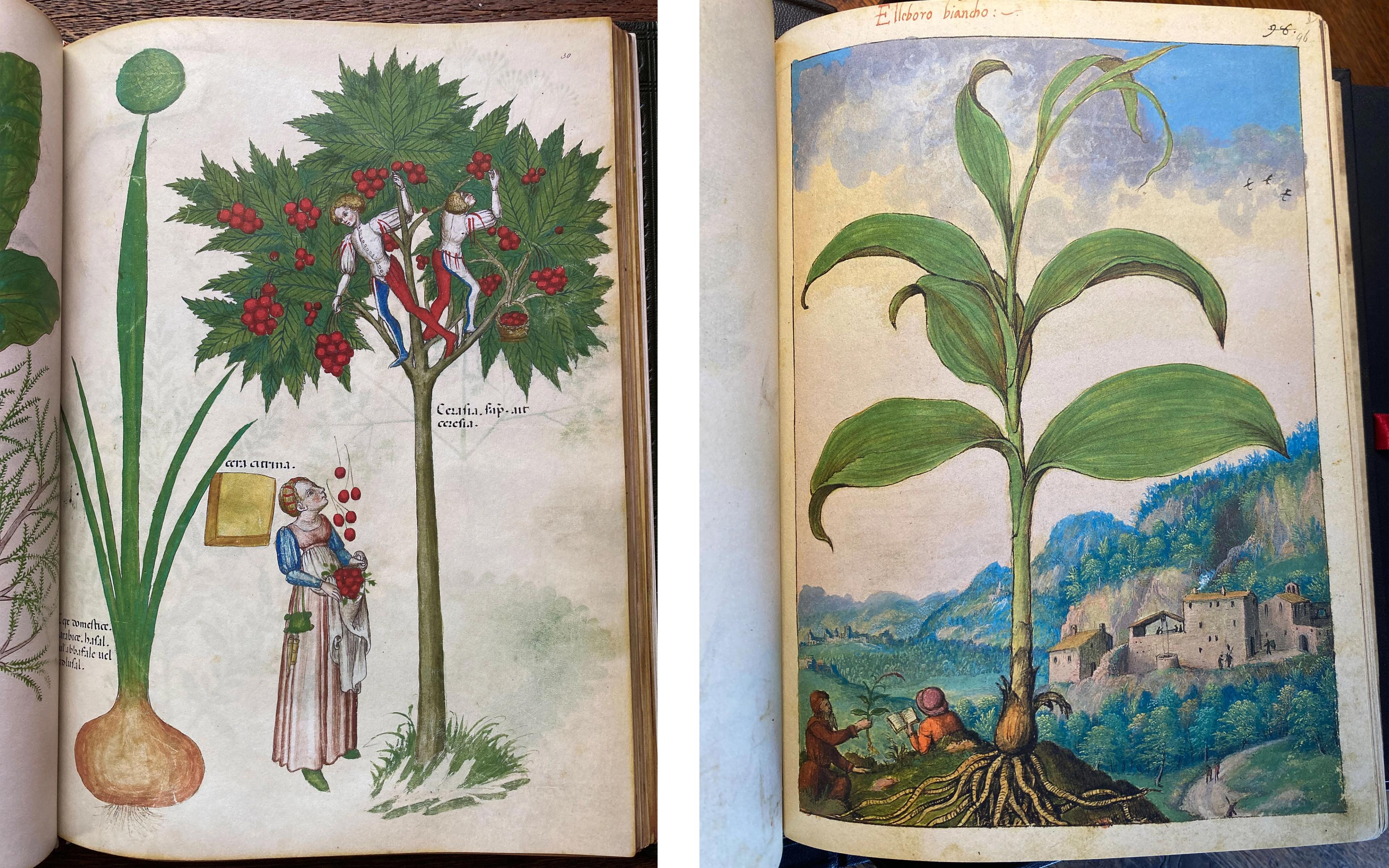 Illustration of a tree and a plant
