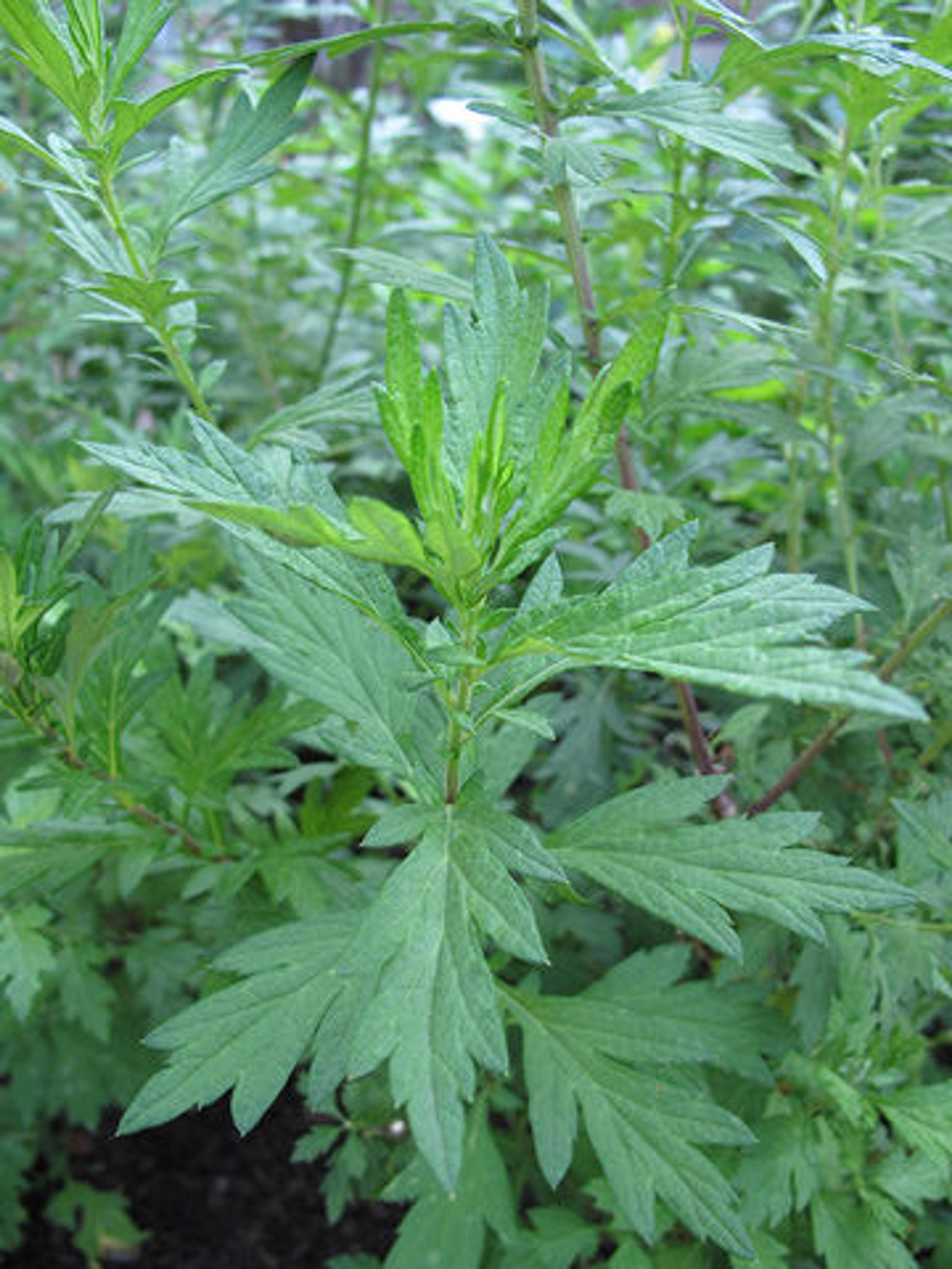 Mugwort (Artemisia vulgaris) grows in Bonnefont Herb Garden