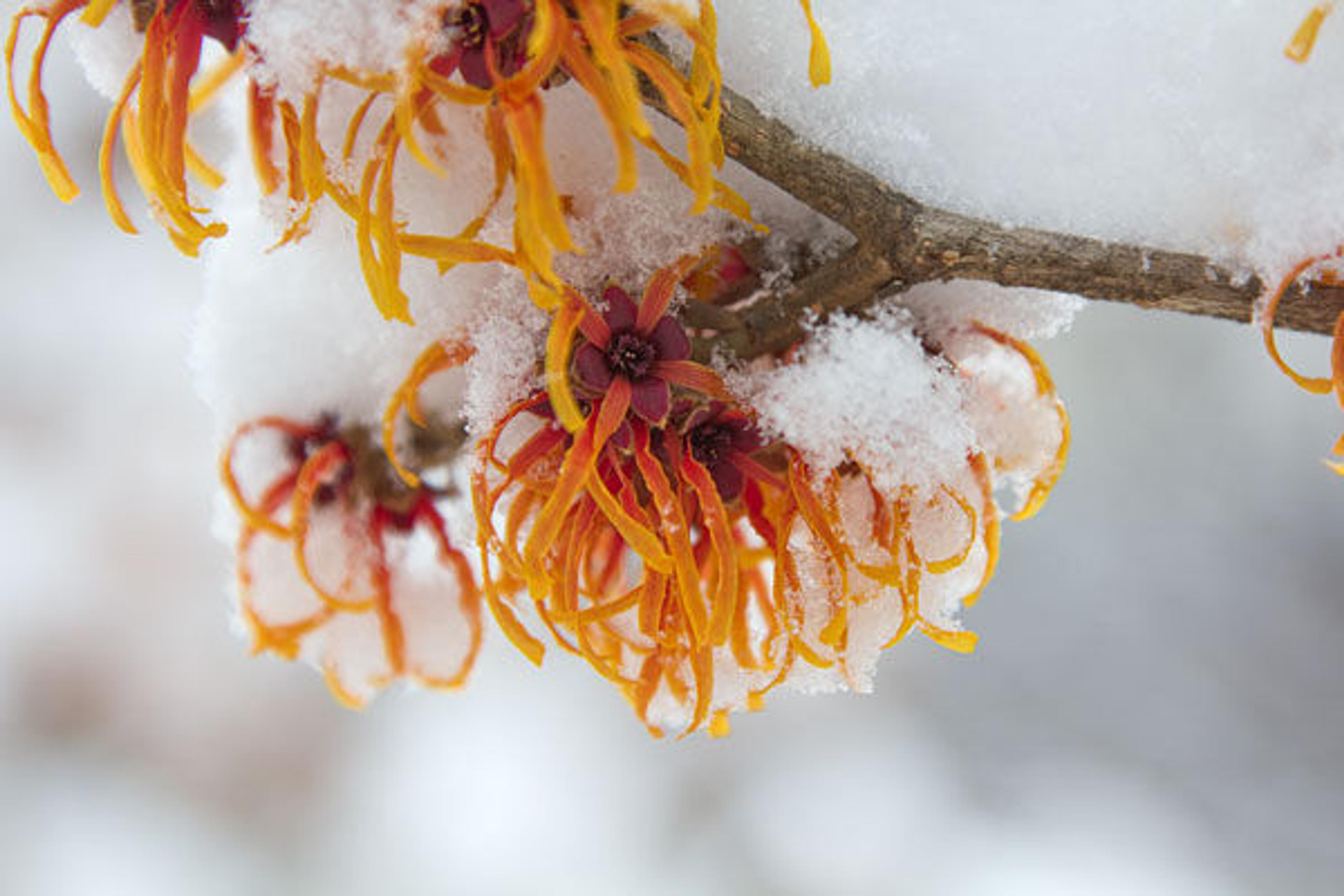 Witch-hazel (Hammamelis cv.). Photograph courtesy of Gabe Kirchheimer