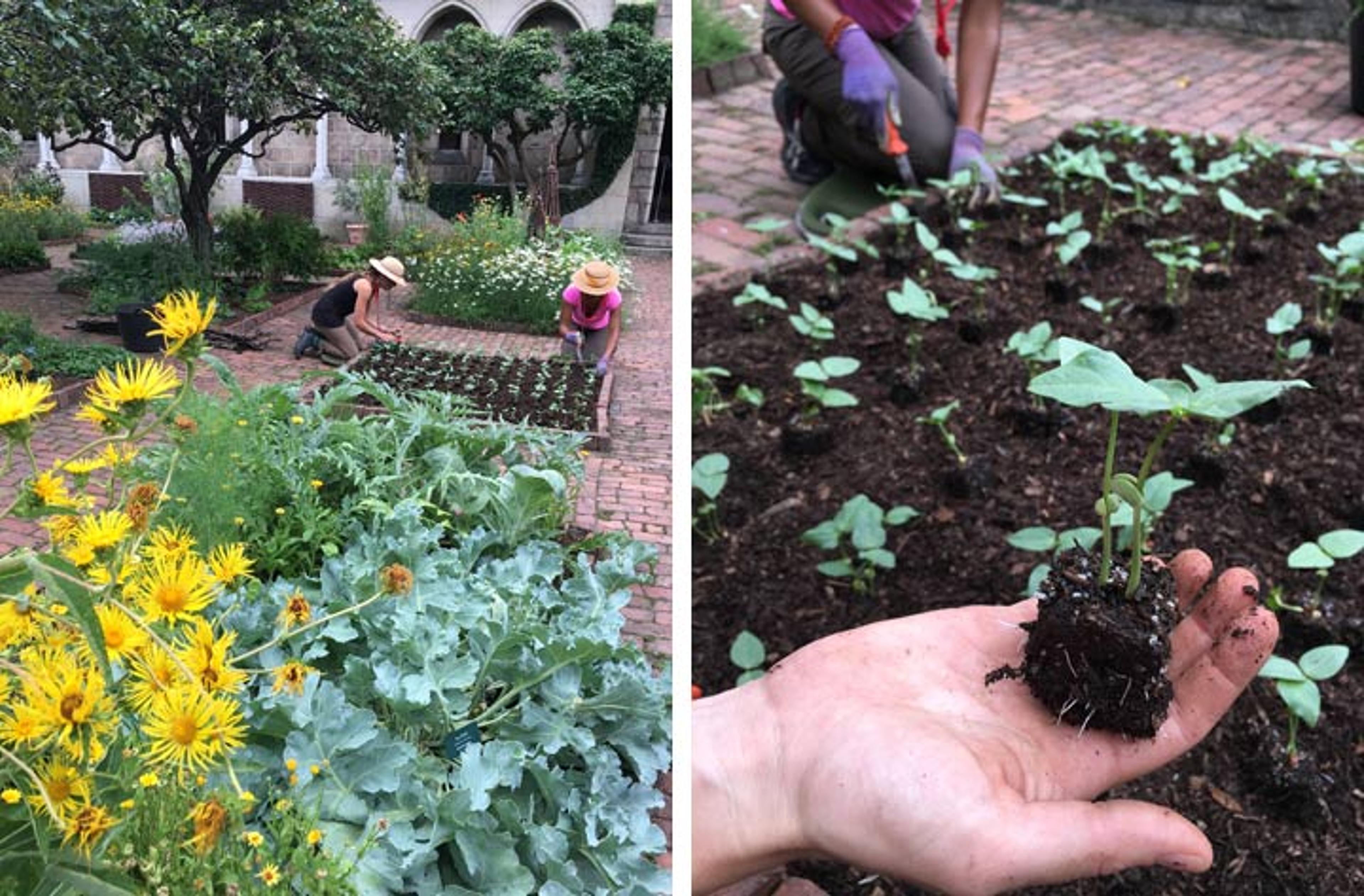 Cowpeas in the Bonnefont Garden and in the hand of Caleb Leech