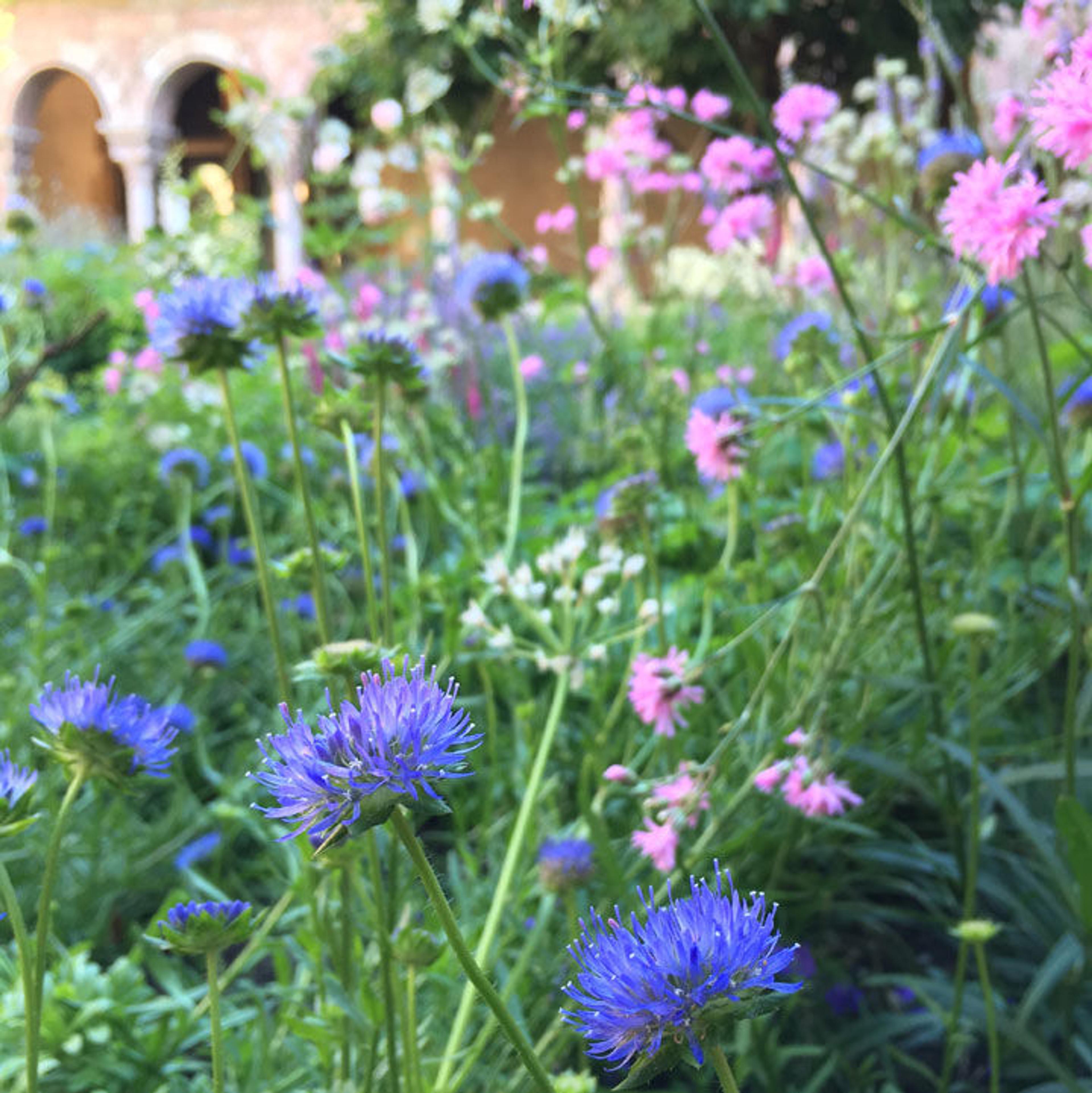 View of blue and pink wildflowers in bloom at The Met Cloisters