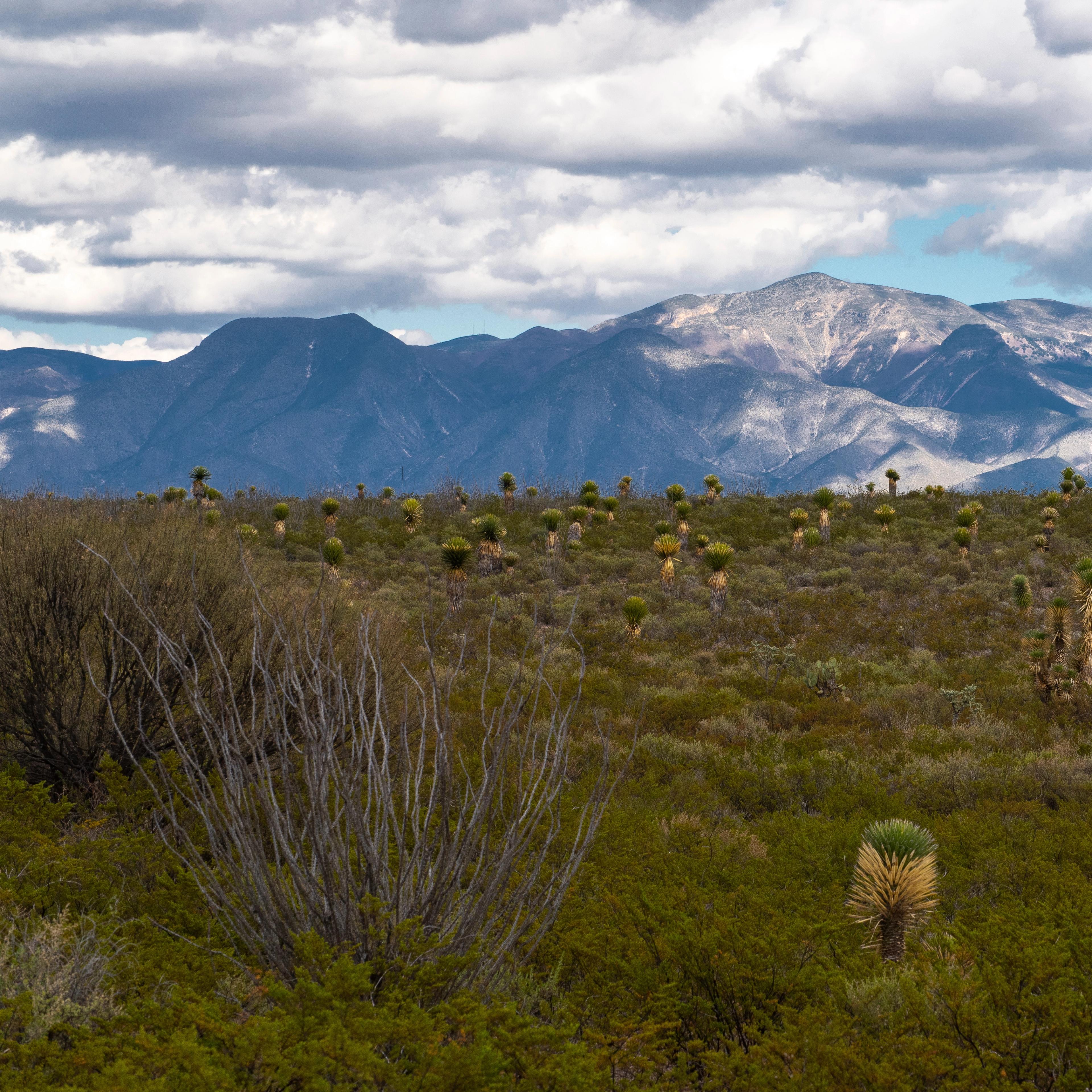 Scenic landscape with low green scrub and brush against blue-gray mountains cast in sunlight and shadows.