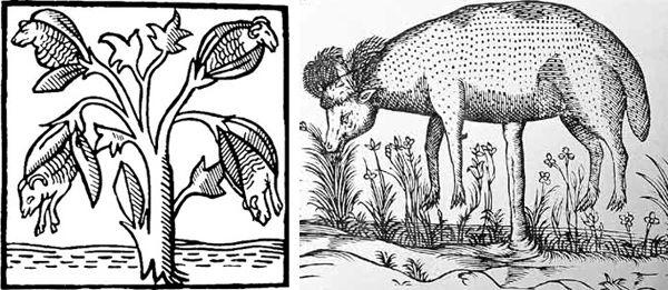 Two medieval illustrations of cotton