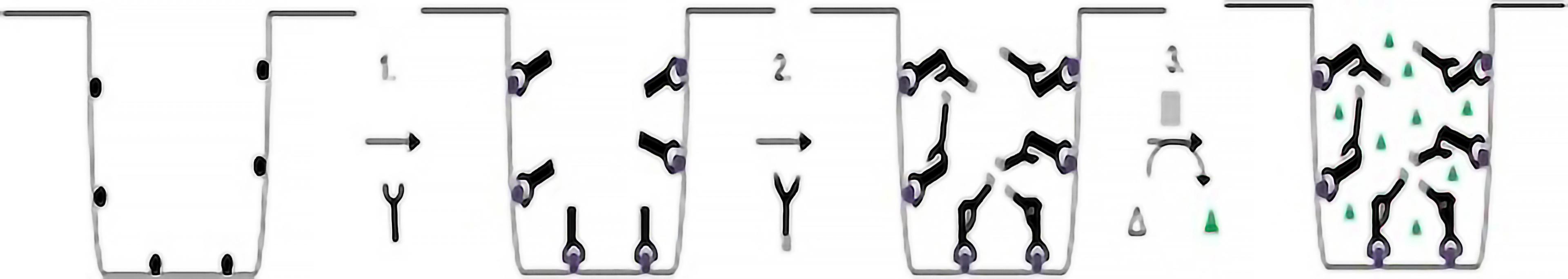 Diagram showing three parts of the ELISA experiment