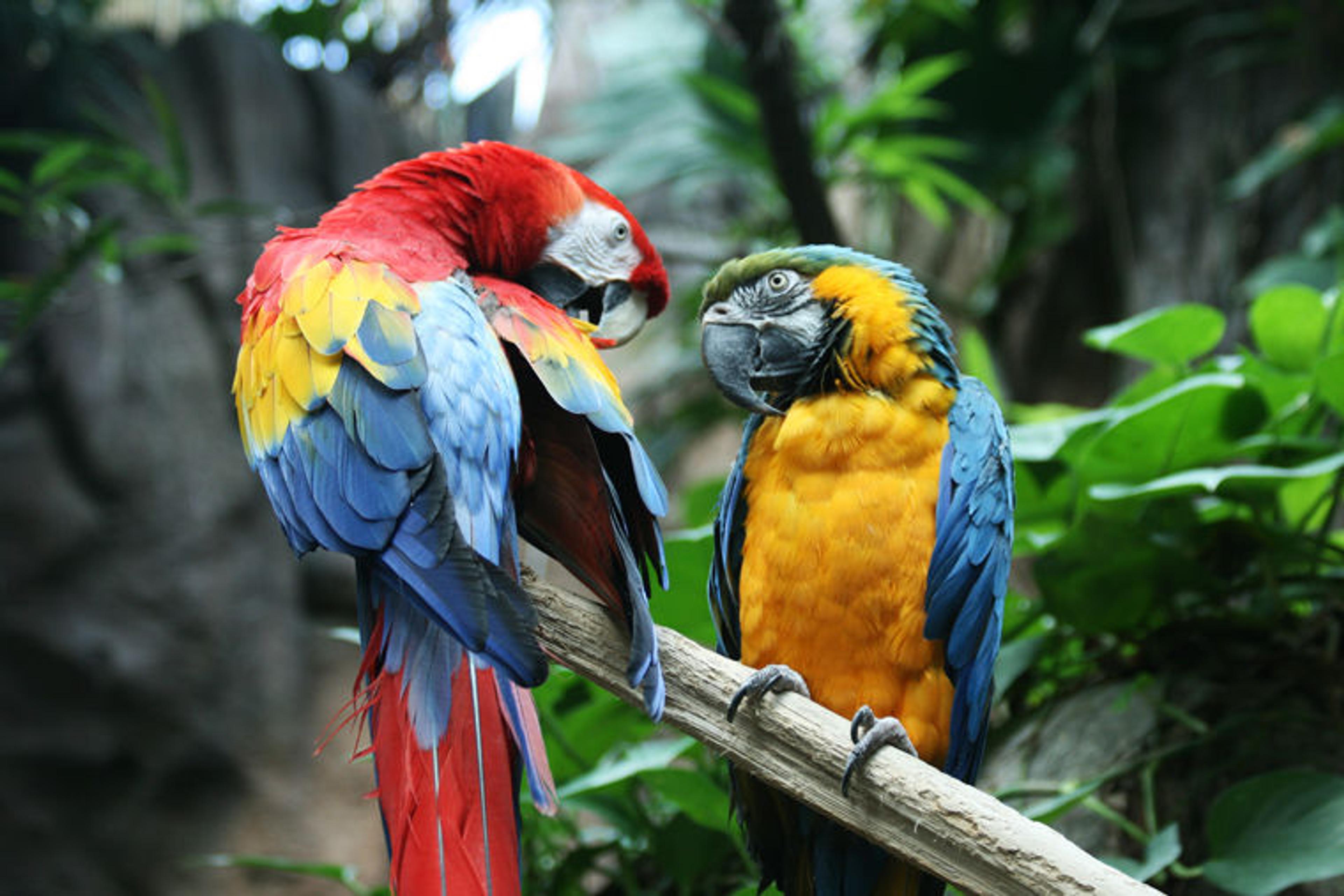 Scarlet macaw (left) and blue-and-yellow macaw (right) sit on a tree branch in a rainforest