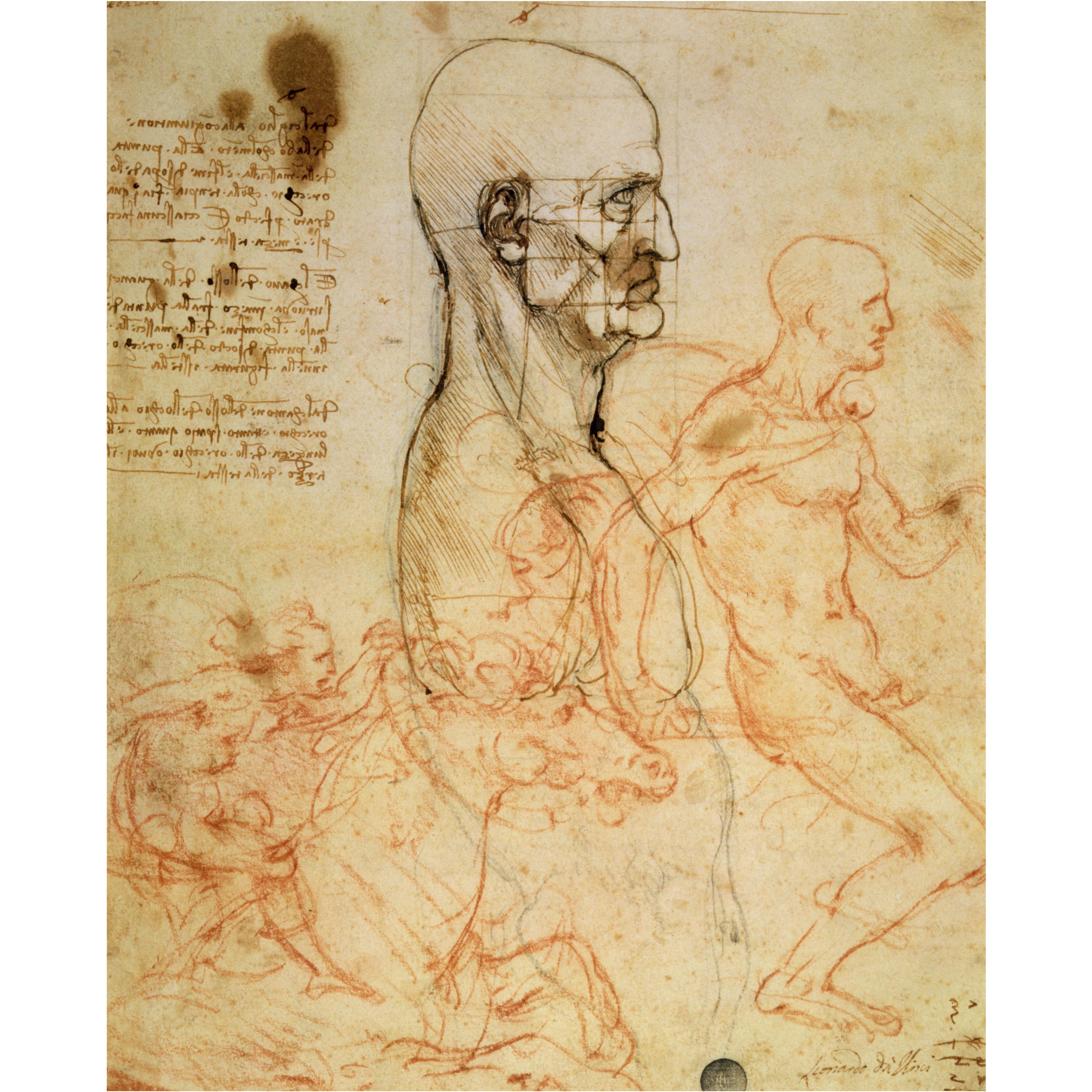 Anatomical studies of a male head in profile with grid lines, alongside smaller figure sketches and handwritten notes.