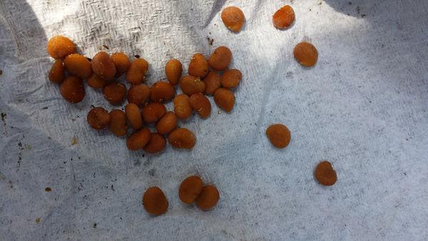 Cleaned seeds collected from the Bonnefont Herb Garden, ready for sowing. Photo by Yvette Weaver