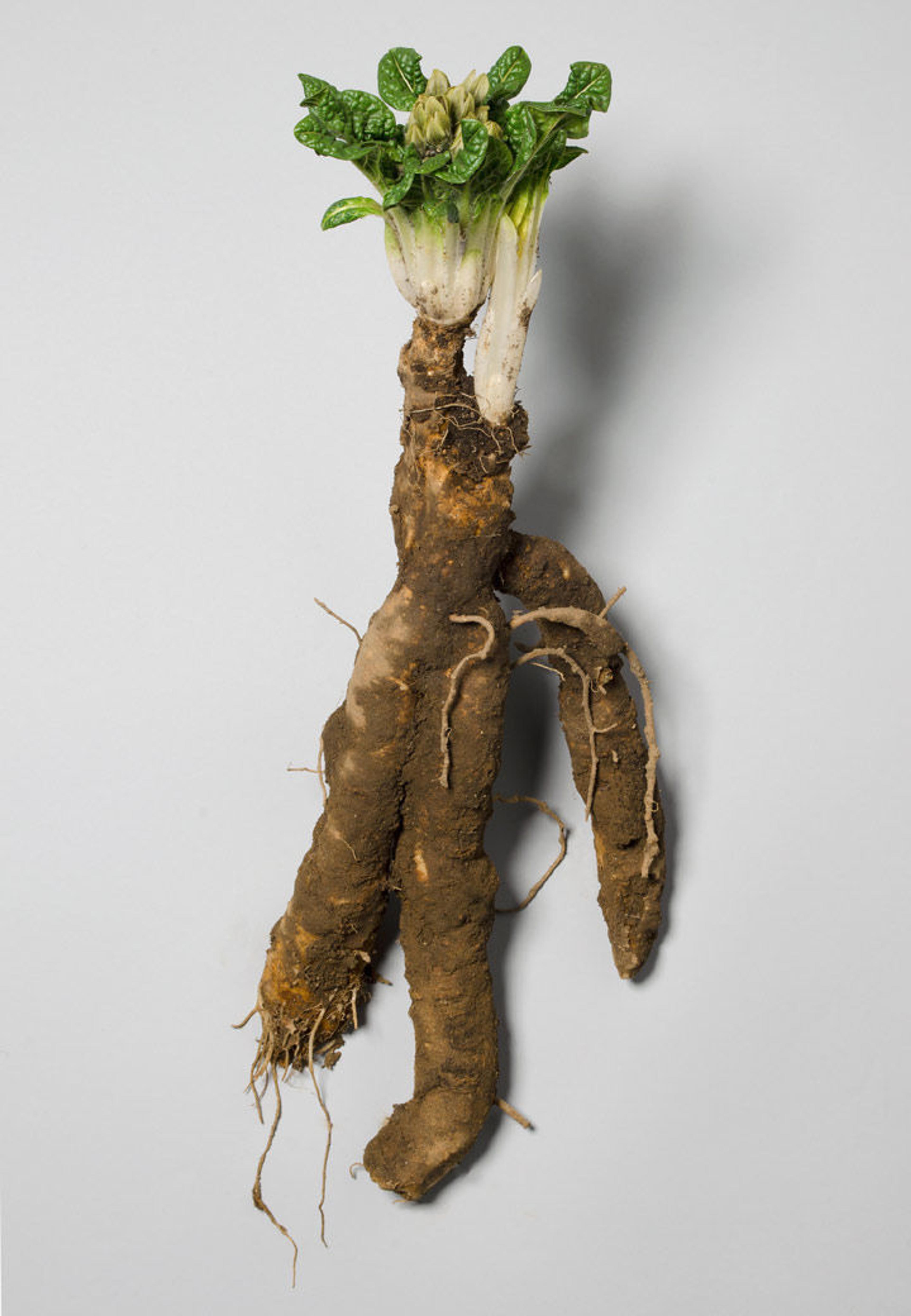 The storied and magical mandrake (Mandragora officinarum) reveals brown roots that resemble human limbs and its crown of leaves a human head