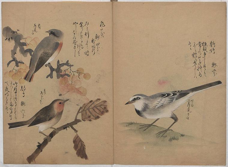 Birds