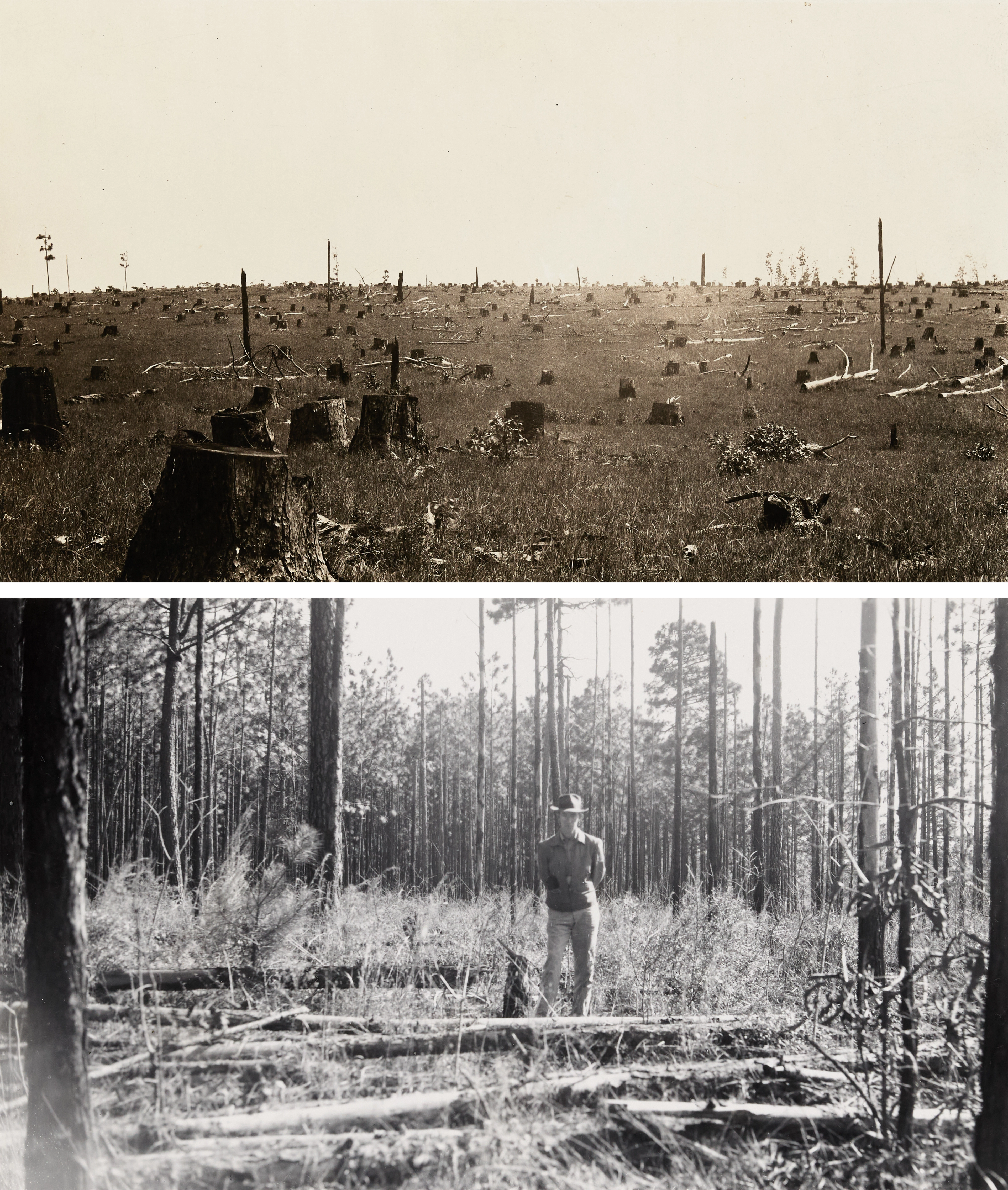 At top, a stump-filled cleared field, and at bottom, a person standing among tall pine trees.