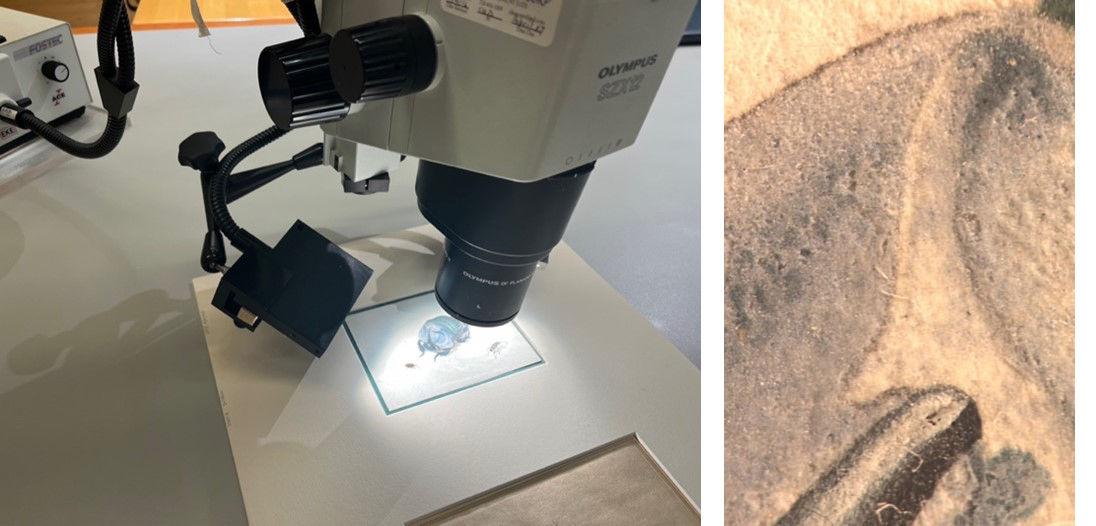 Composite image of a watercolor of a blue beetle under the microscope and a close up of the beetle’s horn and shell as seen under magnification