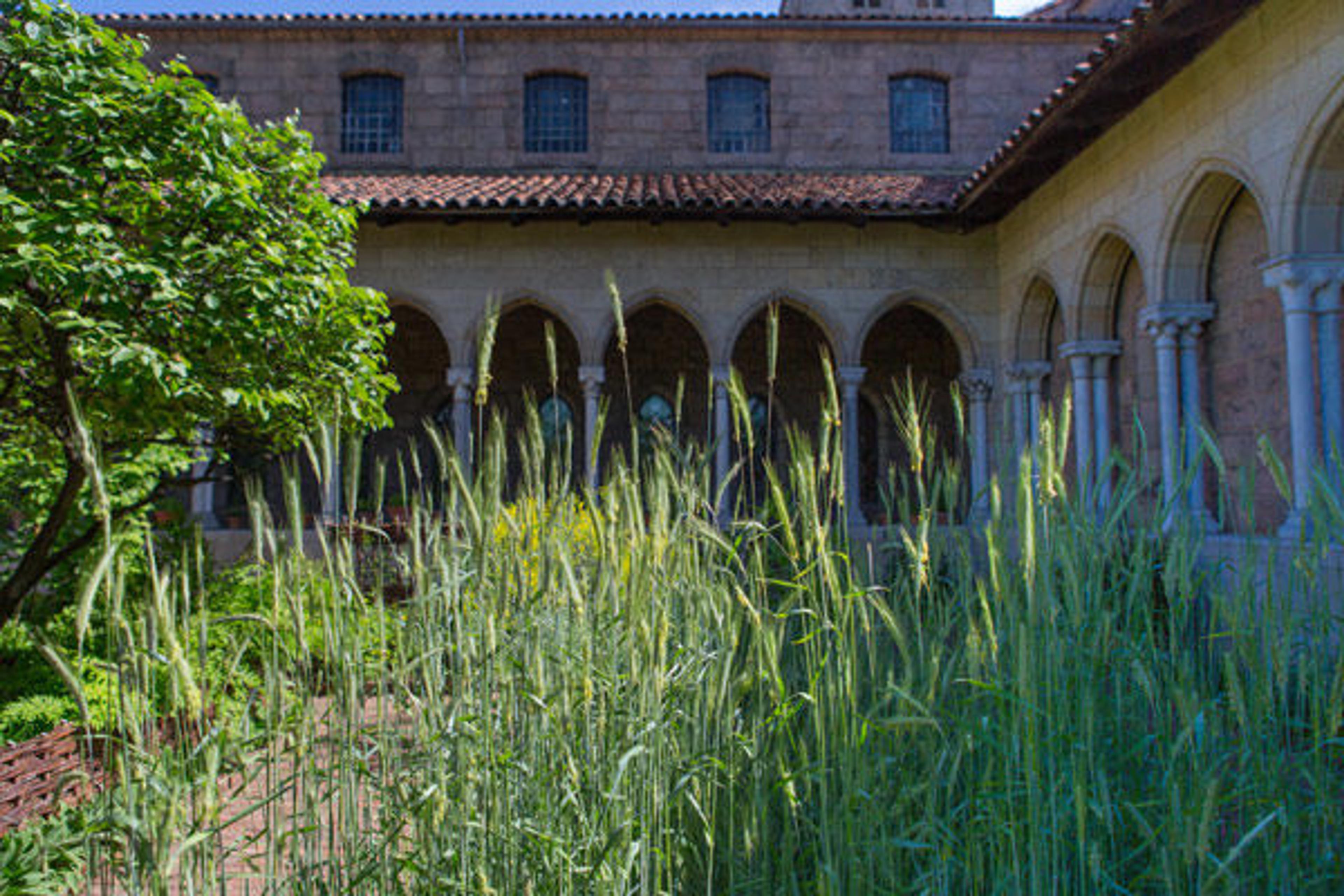 Rye in the Bonnefont Herb Garden