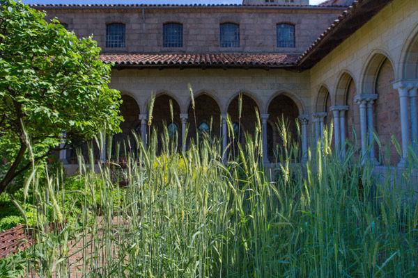 Rye in the Bonnefont Herb Garden