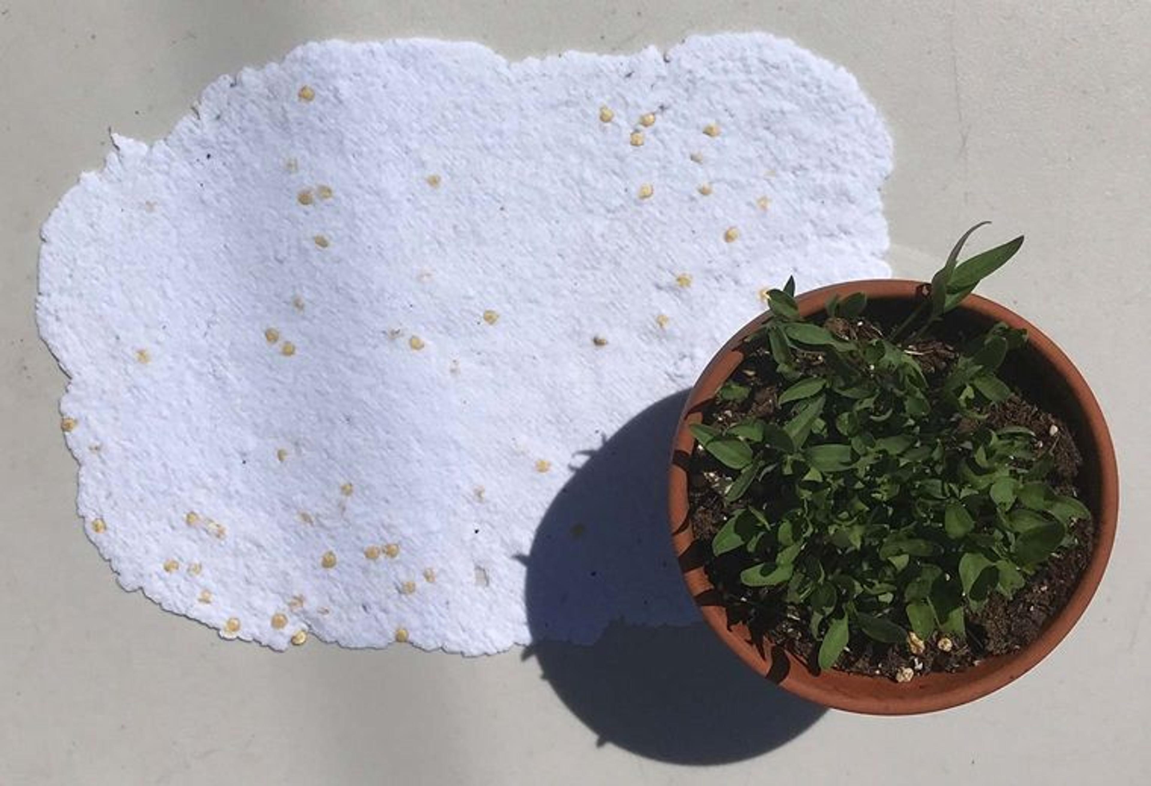 A sheet of hand-made, seeded paper beside a small potted plant