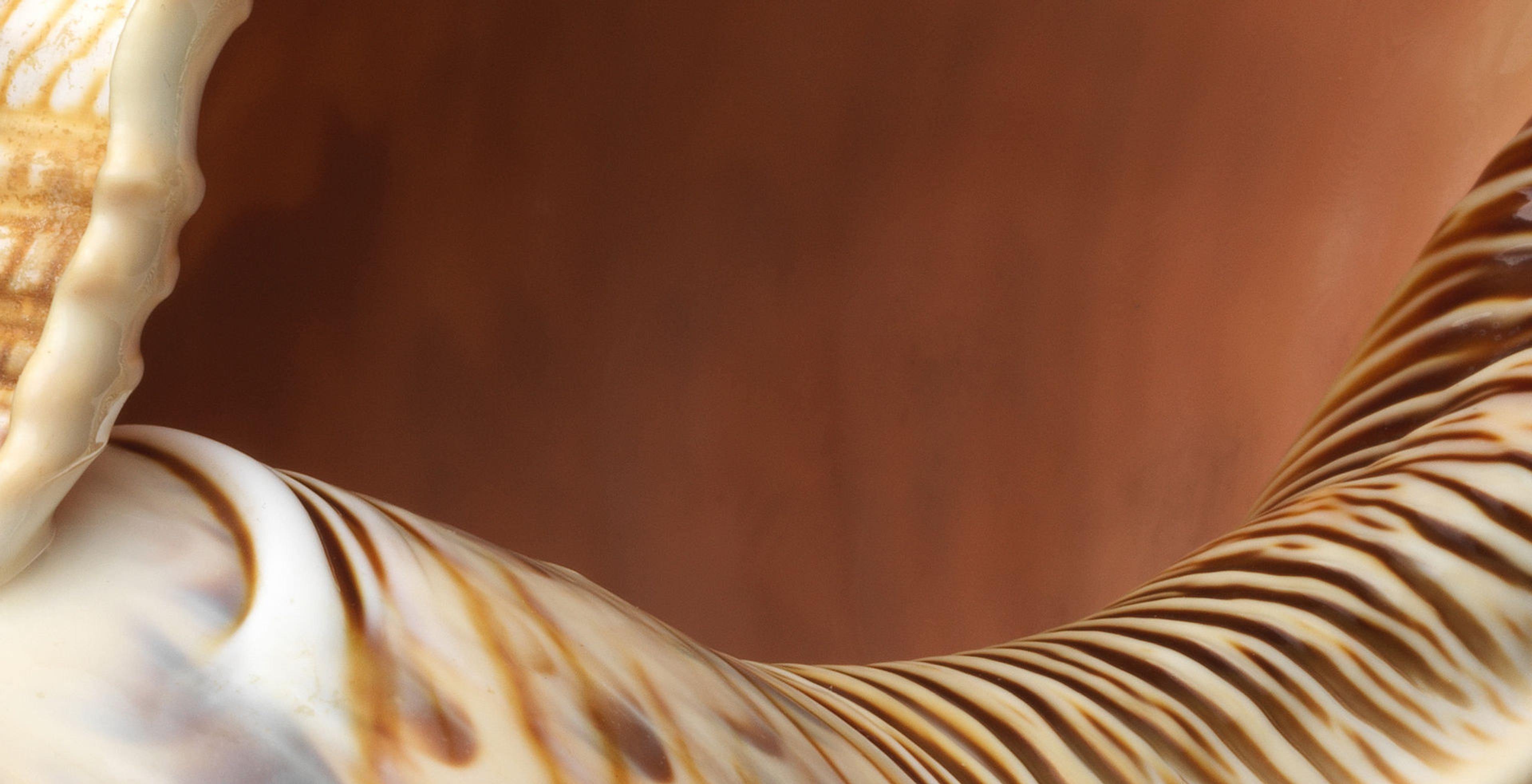 Detail view of the inside of a conch shell