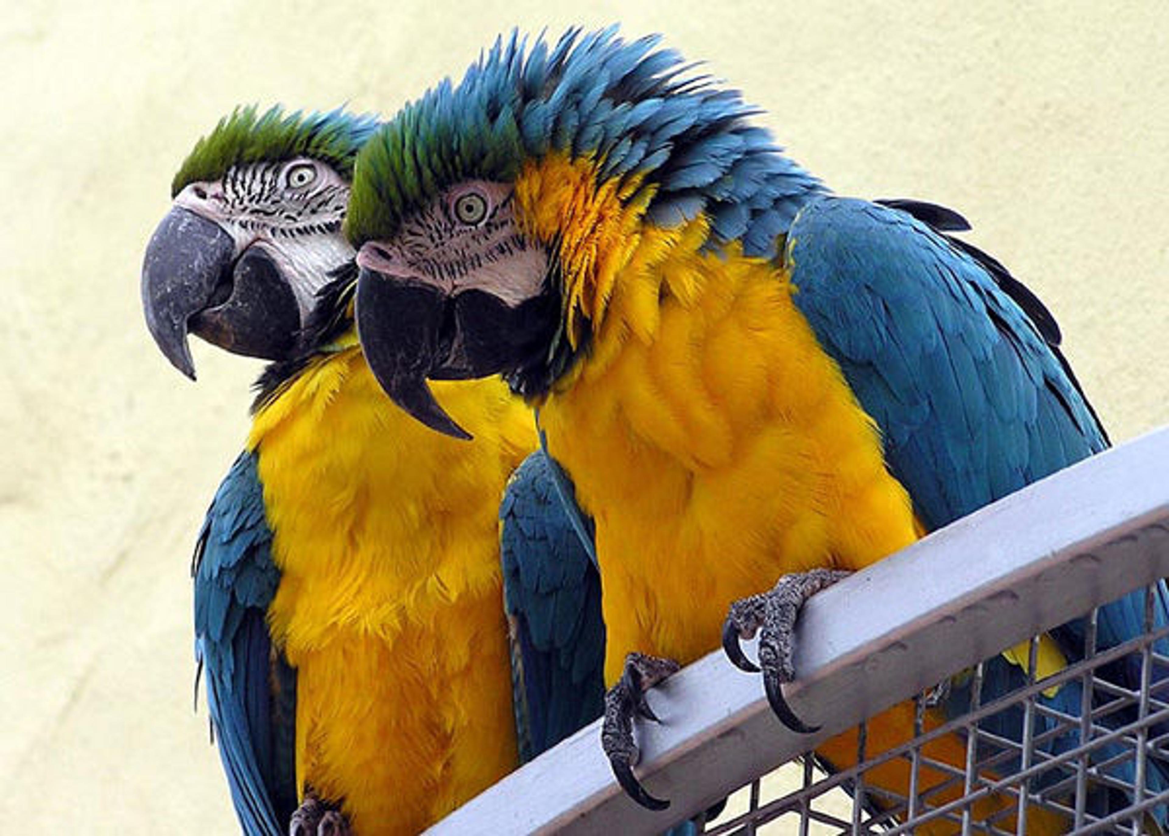 Two parrots with gold features on their chest and blue and green feathers on their back sitting on the rail.