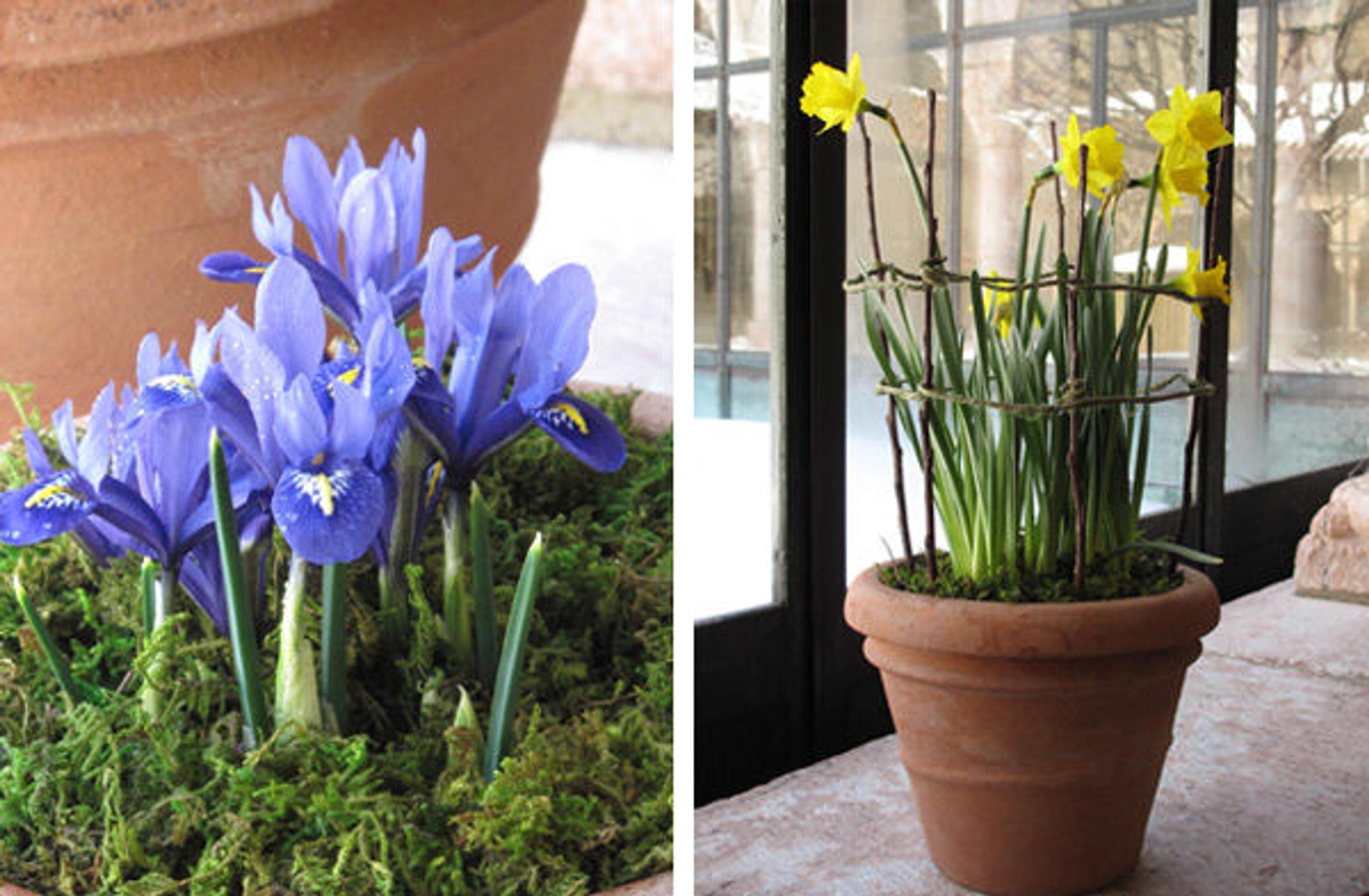 Purple irises (left) and yellow Narcissus flowers (right)