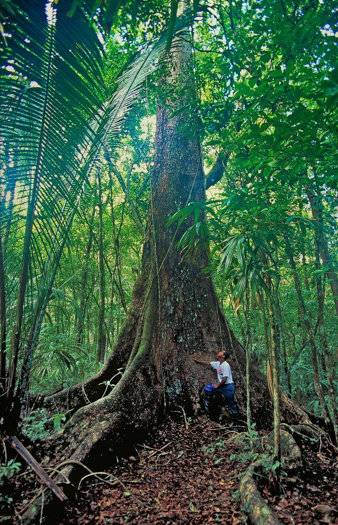 A person stands at the base of an enormous tree with protruding, winding roots. The top of the tree isn't visible; the immediate surroundings are dense with lush vegetation.