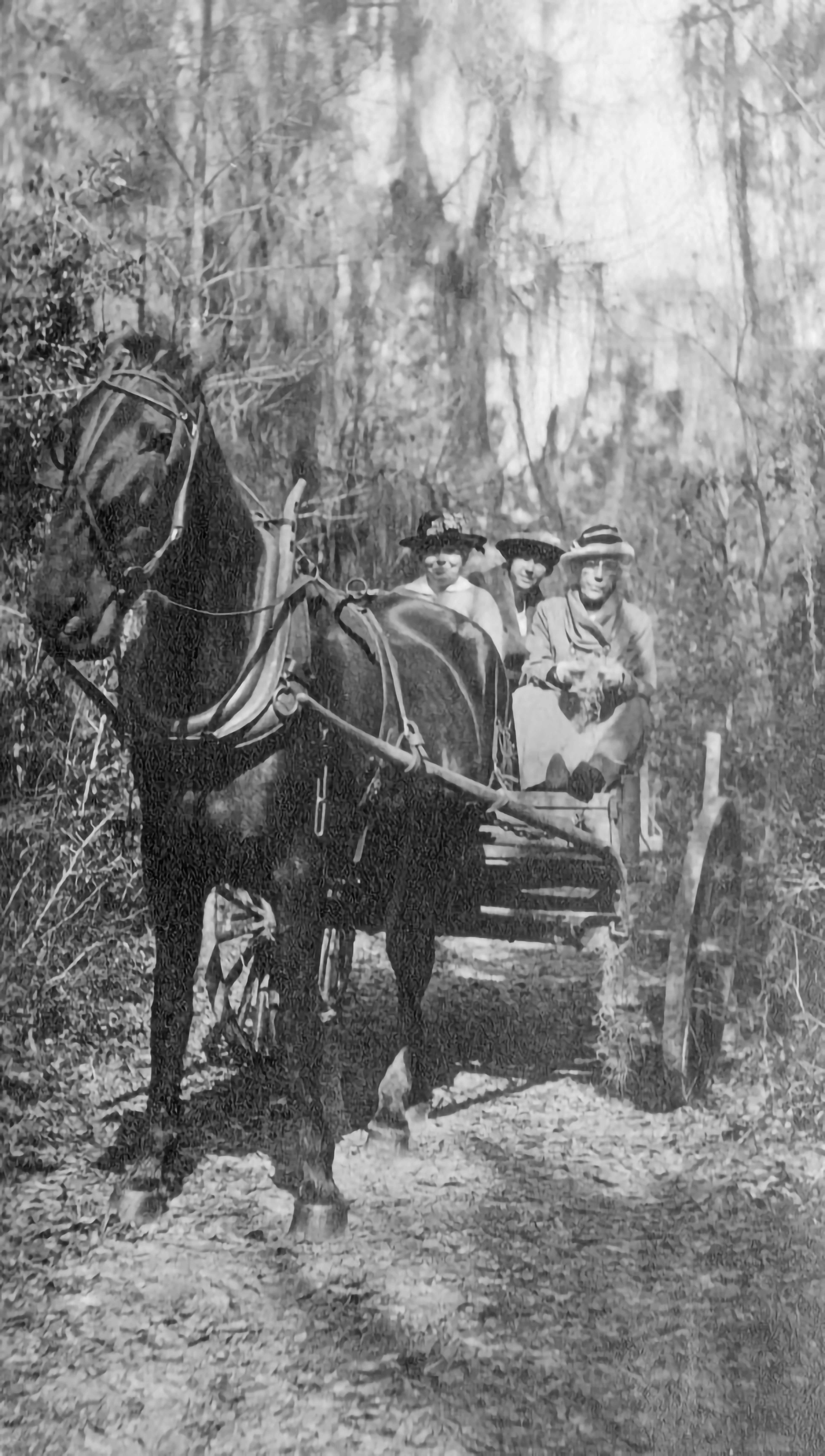 Black-and-white photo of a horse pulling a cart with three women along a narrow wooded dirt path.