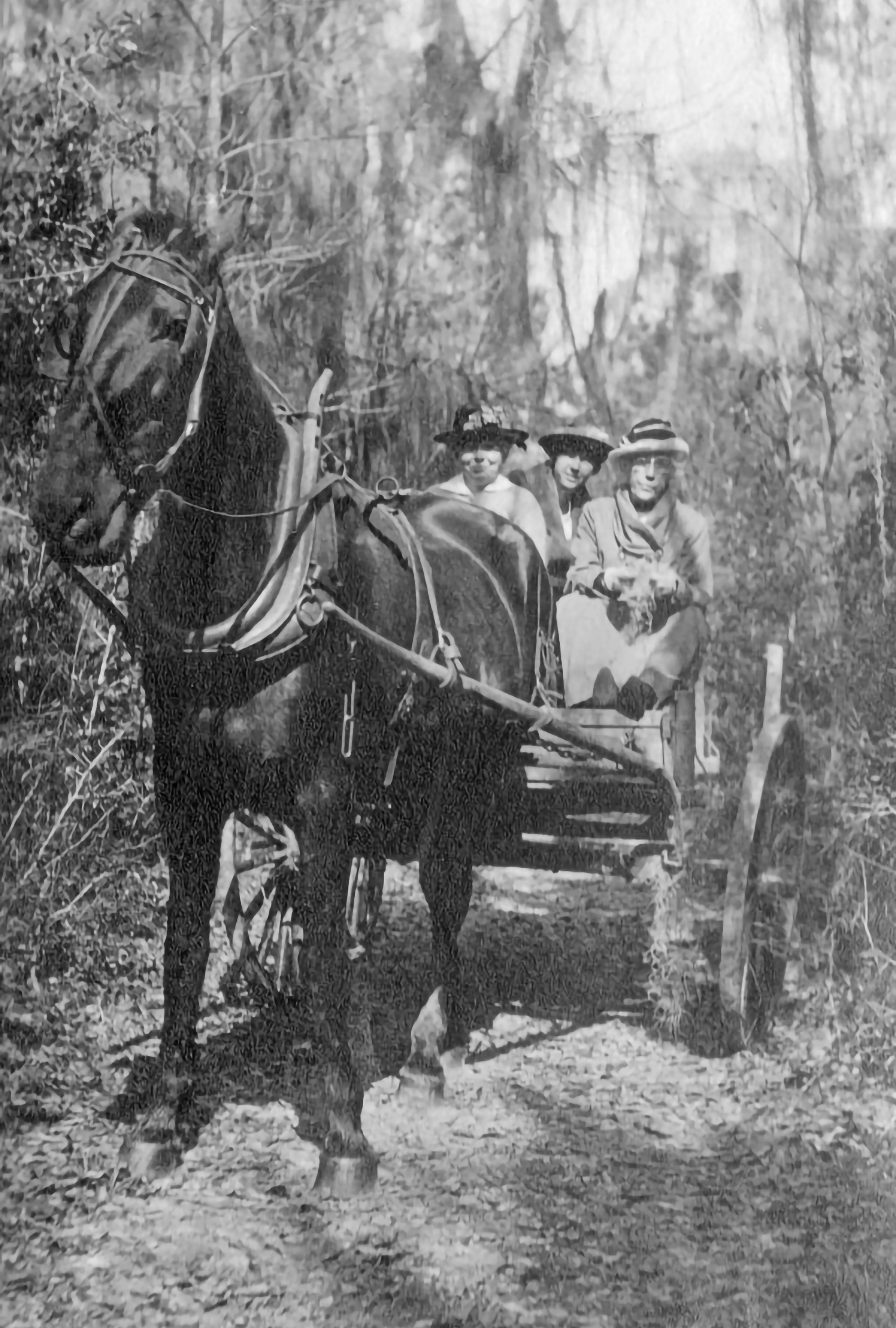 Black-and-white photo of a horse pulling a cart with three women along a narrow wooded dirt path.