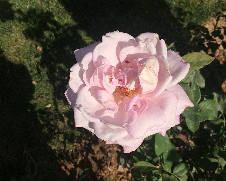 Pink rose