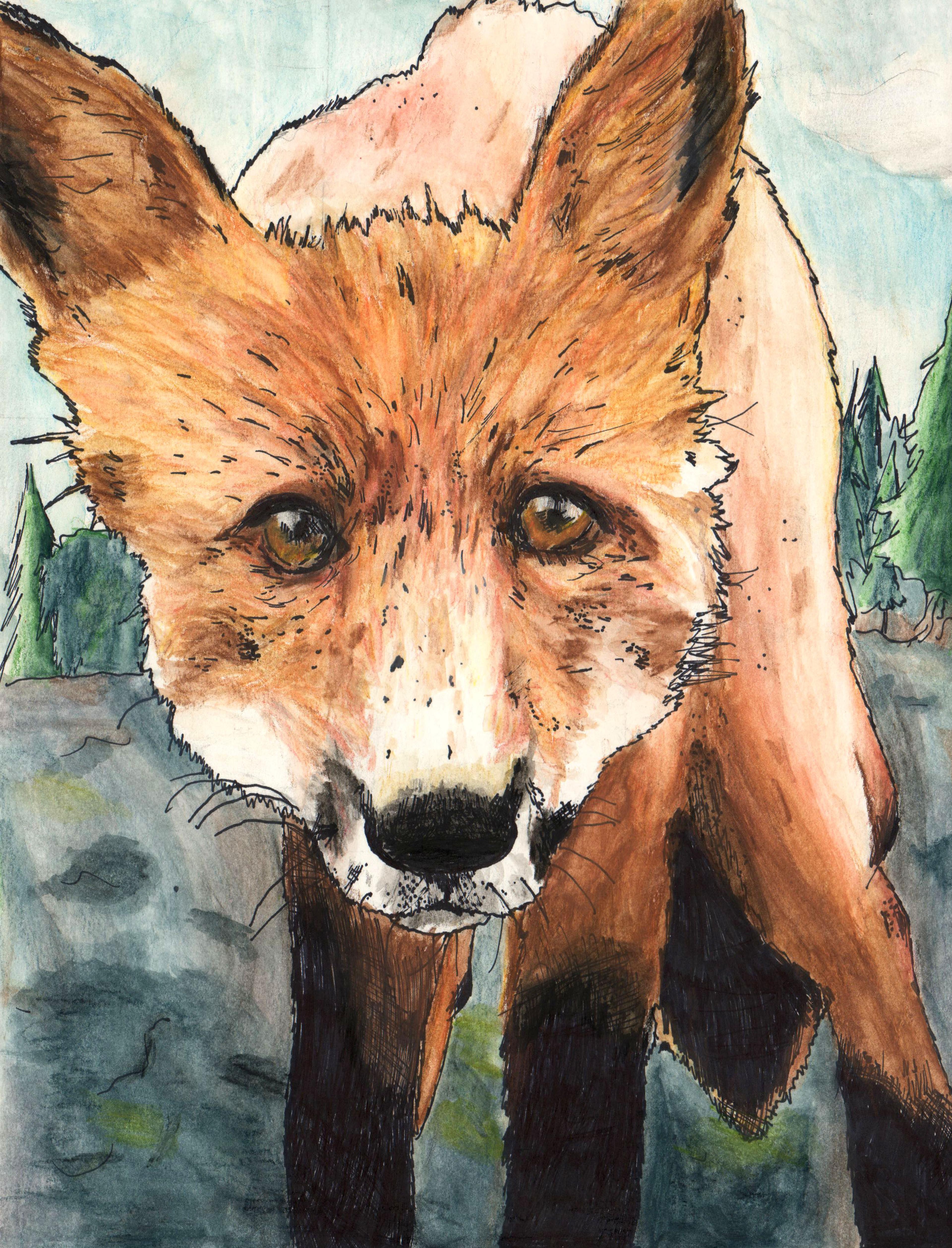 Drawing of a close-up view of a pale red fox standing and stares directly at the viewer with intensity. Created with watercolor pencil and black ink, the fox is outlined in fine black ink strokes. It stands on gray land, with green pine trees and a light blue sky in the distant background.