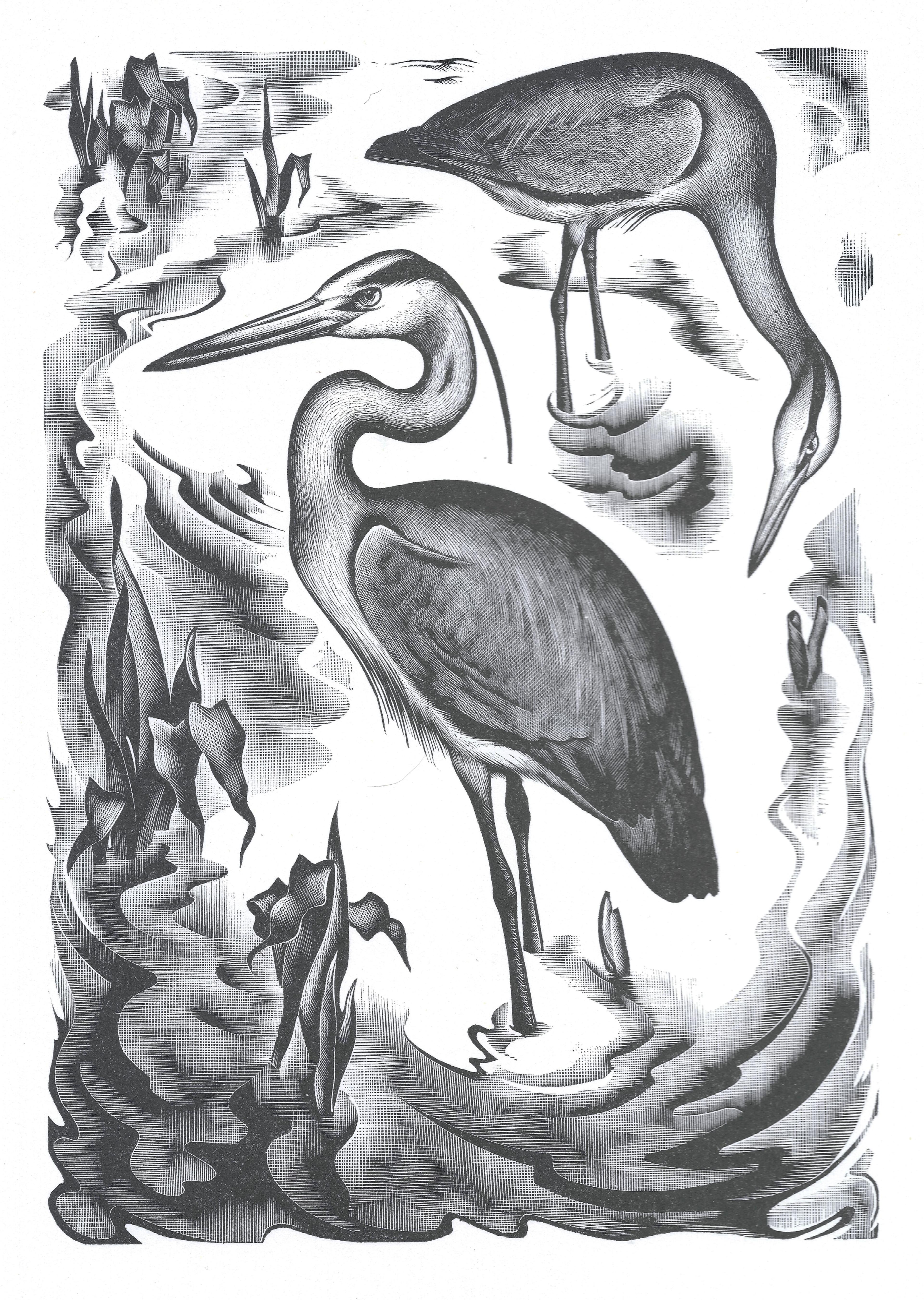 Image of Agnes Miller Parker, Herons, in Down the River by H. E. Bates (1937)