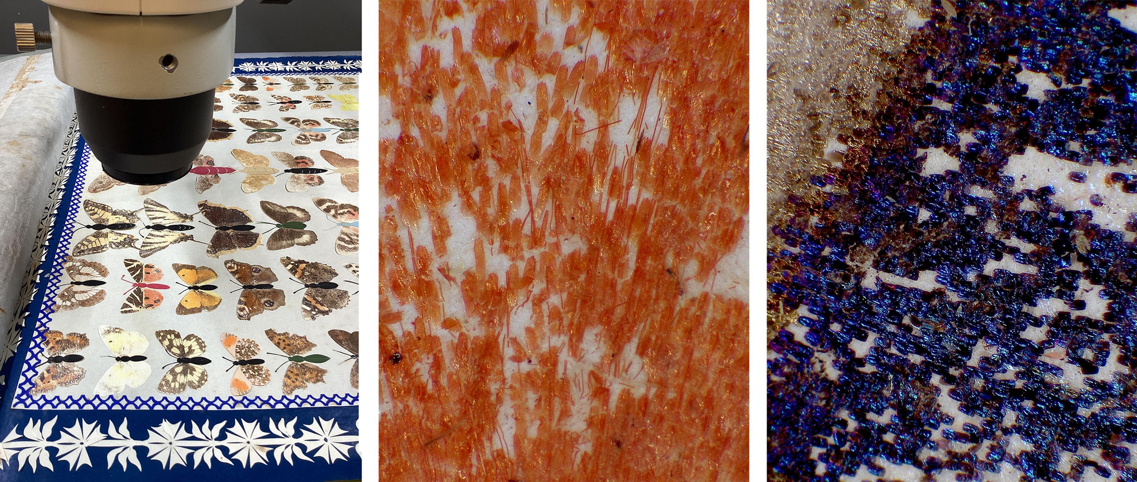 Photomicrographic images of butteflies