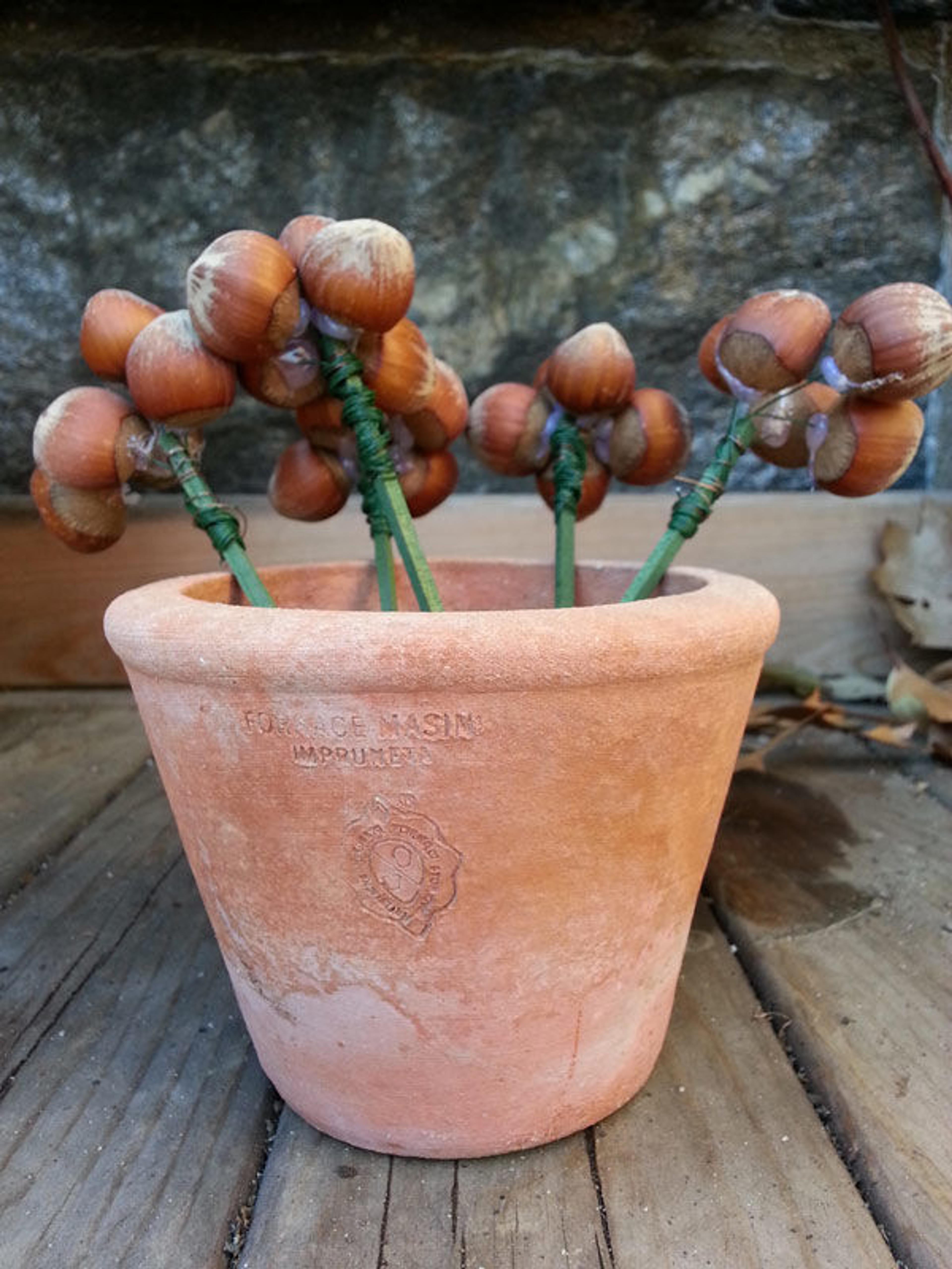 Bunches of hazelnuts