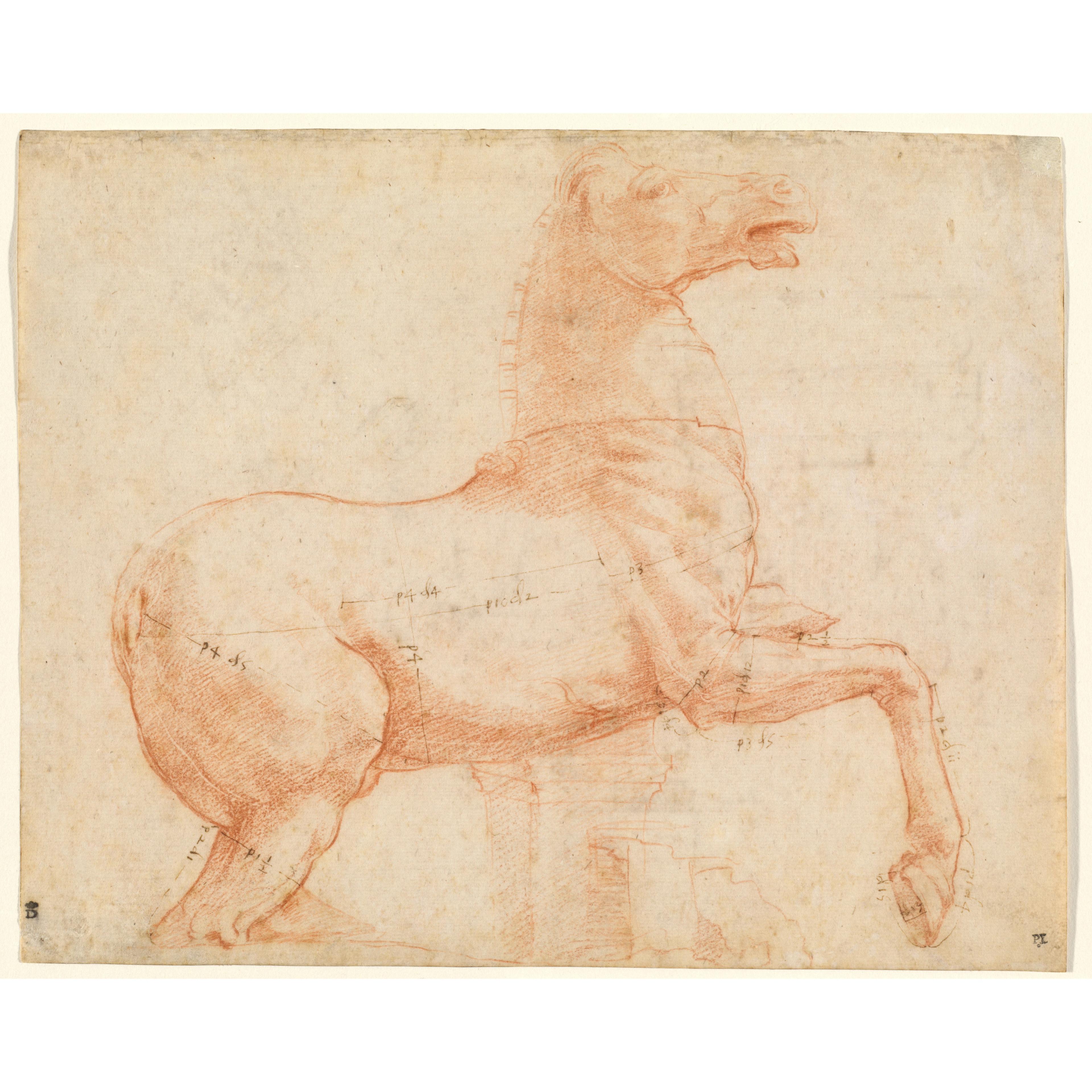Red chalk drawing of a horse with measurements taken at various points around its body