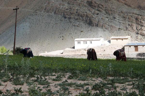 Workers in the fields outside of Yangthang village in Ladakh, India.