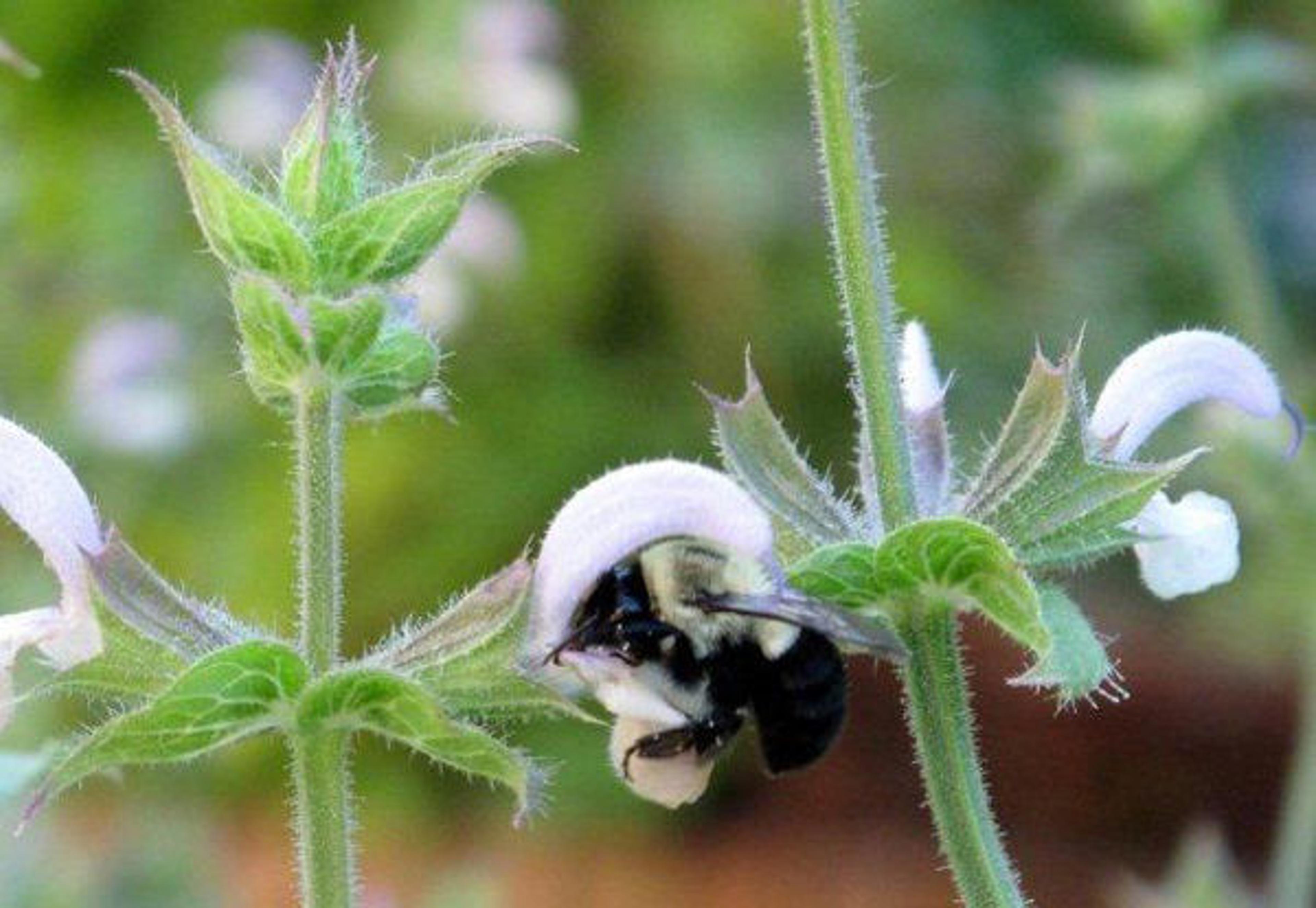 Bee and clary sage