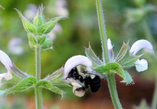 Bee and clary sage