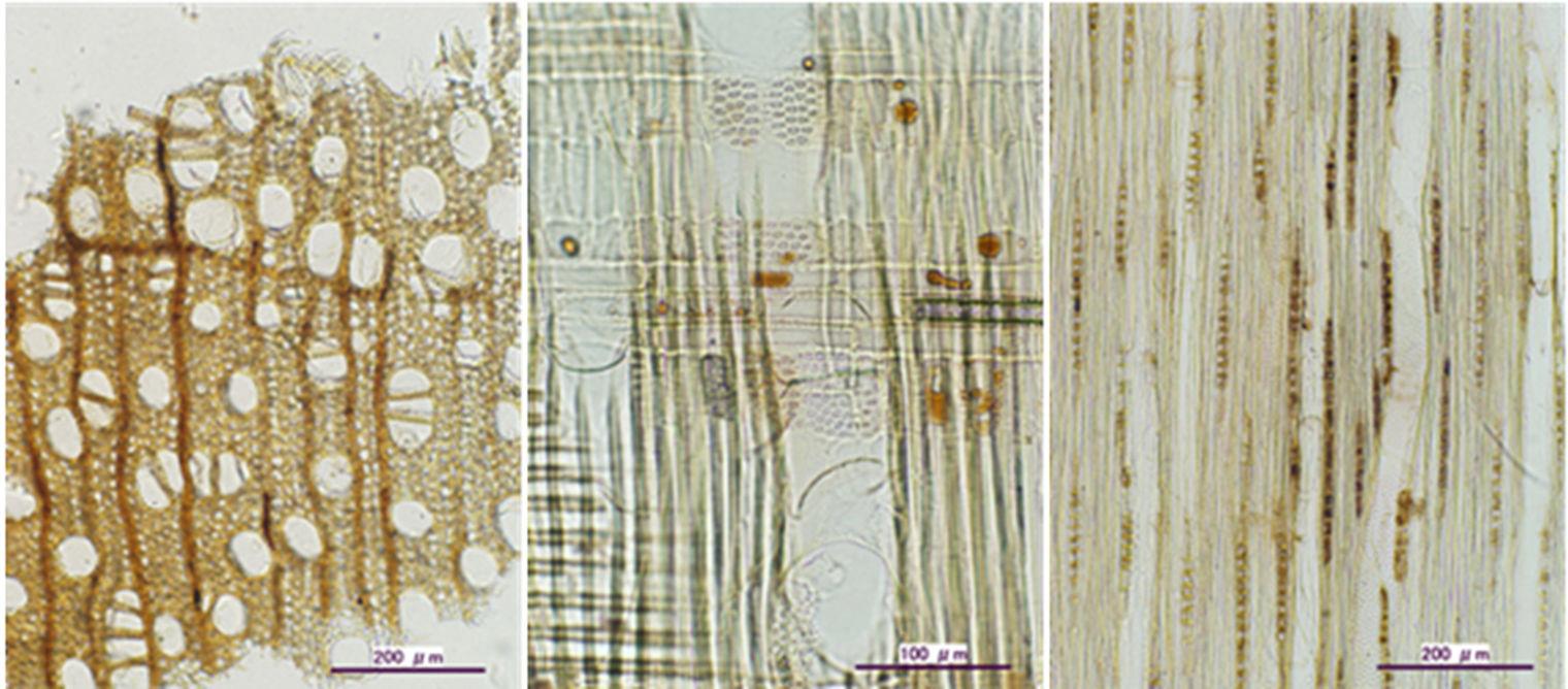 Three photomicrographs of a single small wood sample from the sculpture's torso.