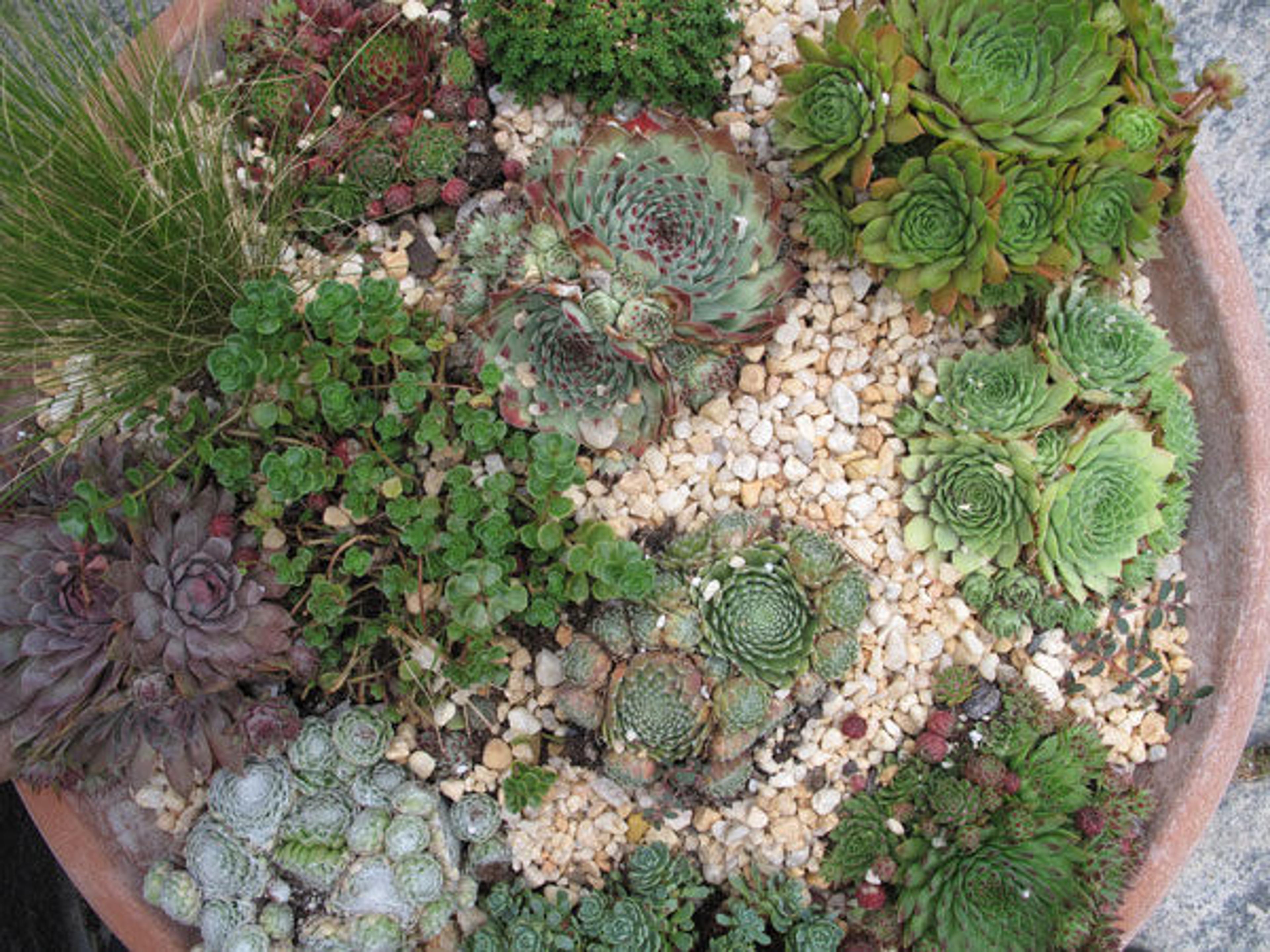 Sempervivum with Sedum, Nasella, and Herniaria