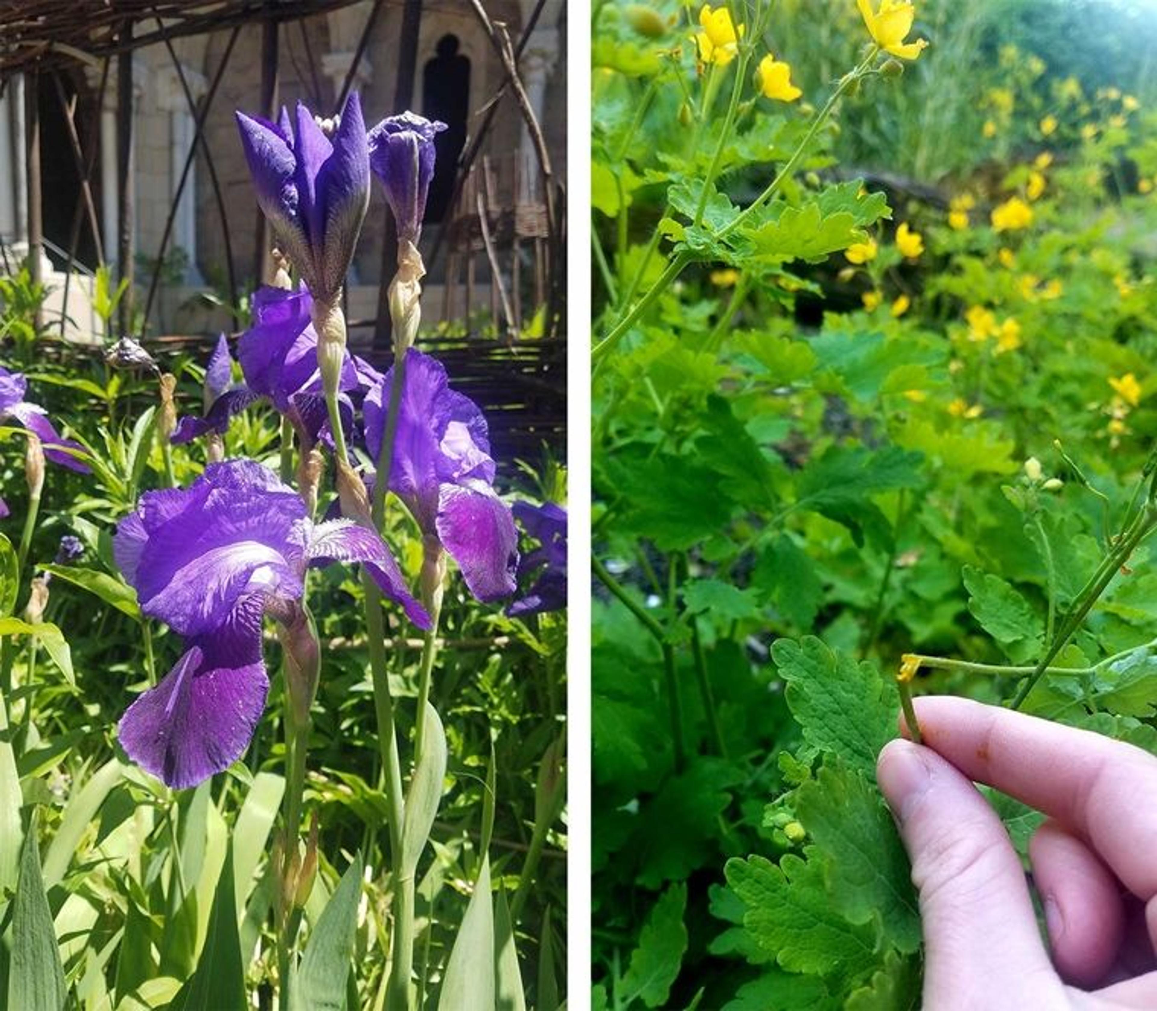 Left: the flower of a purple iris. Right: a green, broken stem with yellow sap coming out.