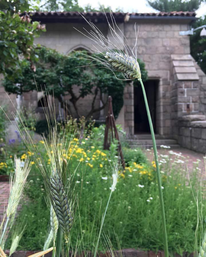 A single wheat stem with outspread growth
