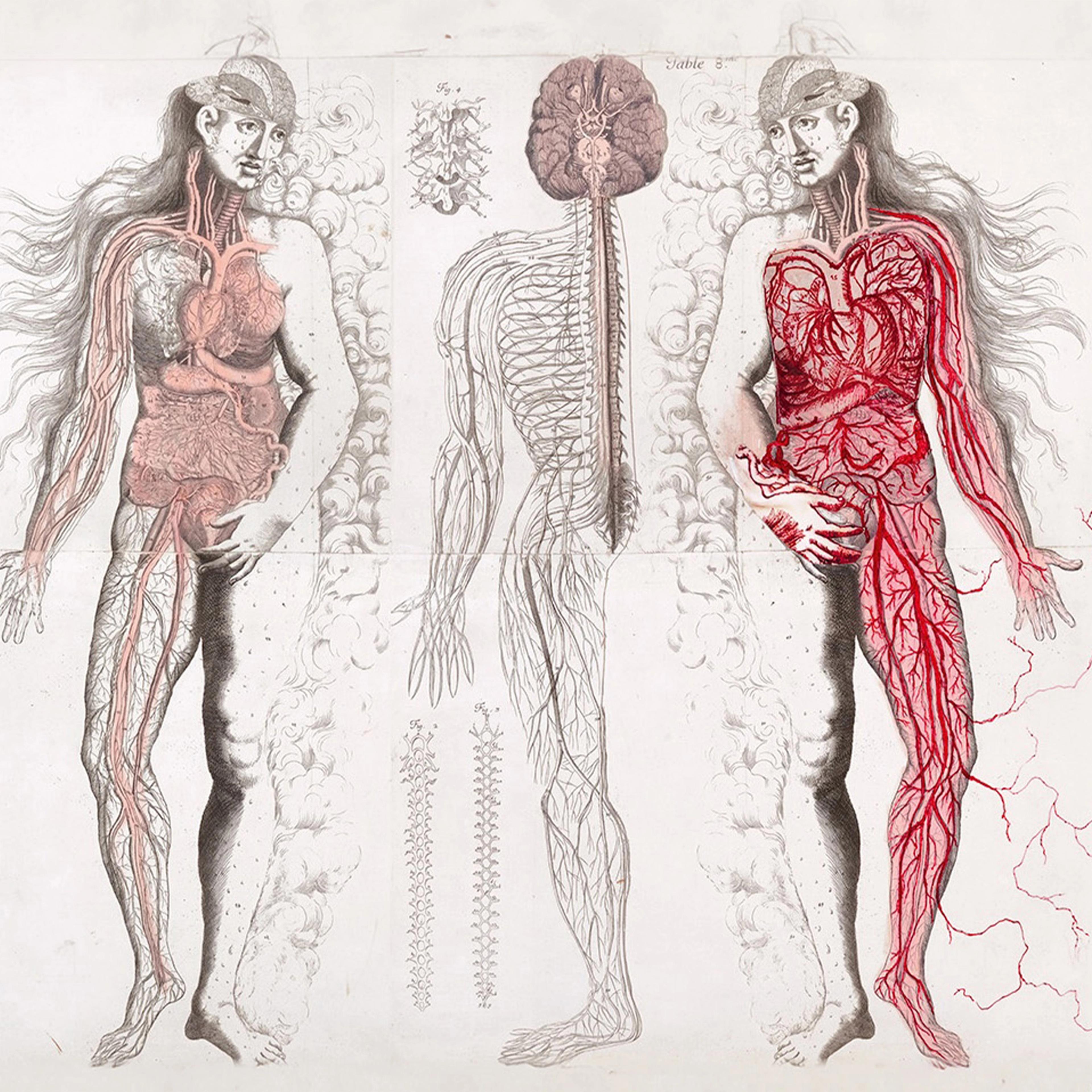 Anatomical illustration of a woman showing detailed digestive and nervous systems. Vivid reds highlight arteries, with a central image of nerves. 
