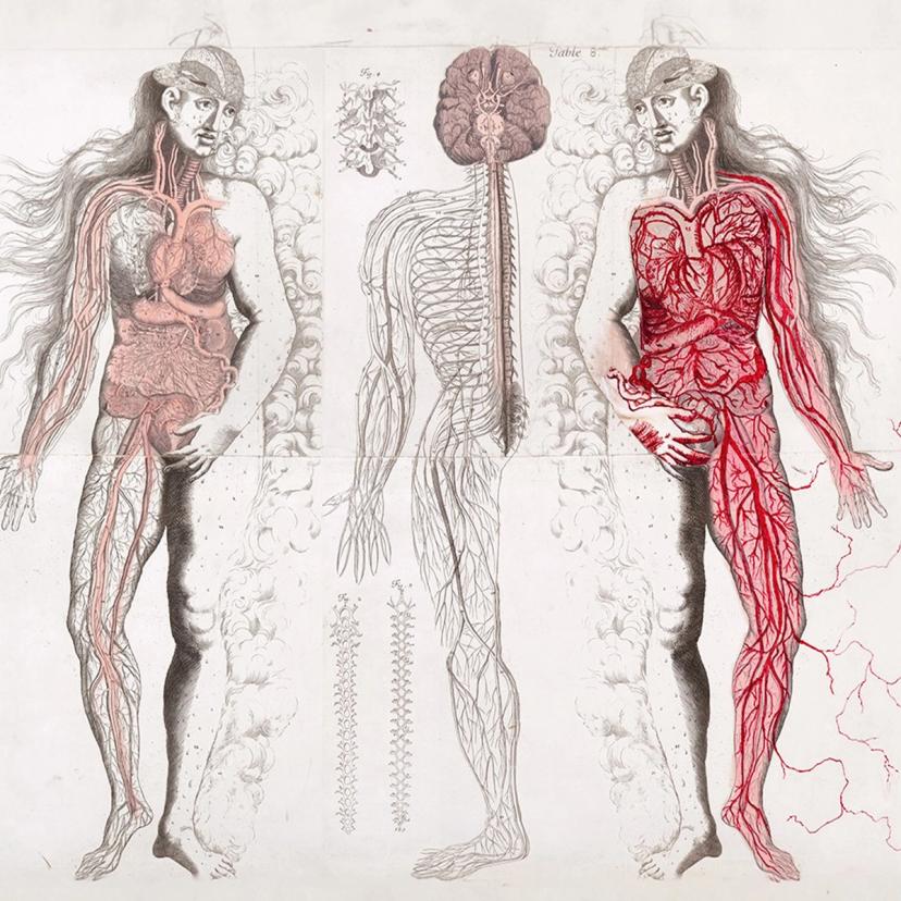 The Body Is Art - The Metropolitan Museum of Art