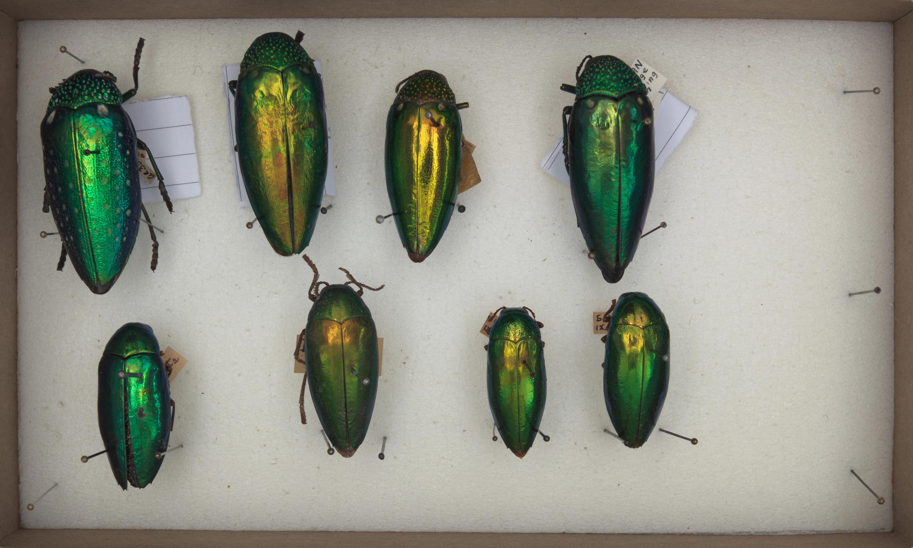Box containing eight iridescent beetles