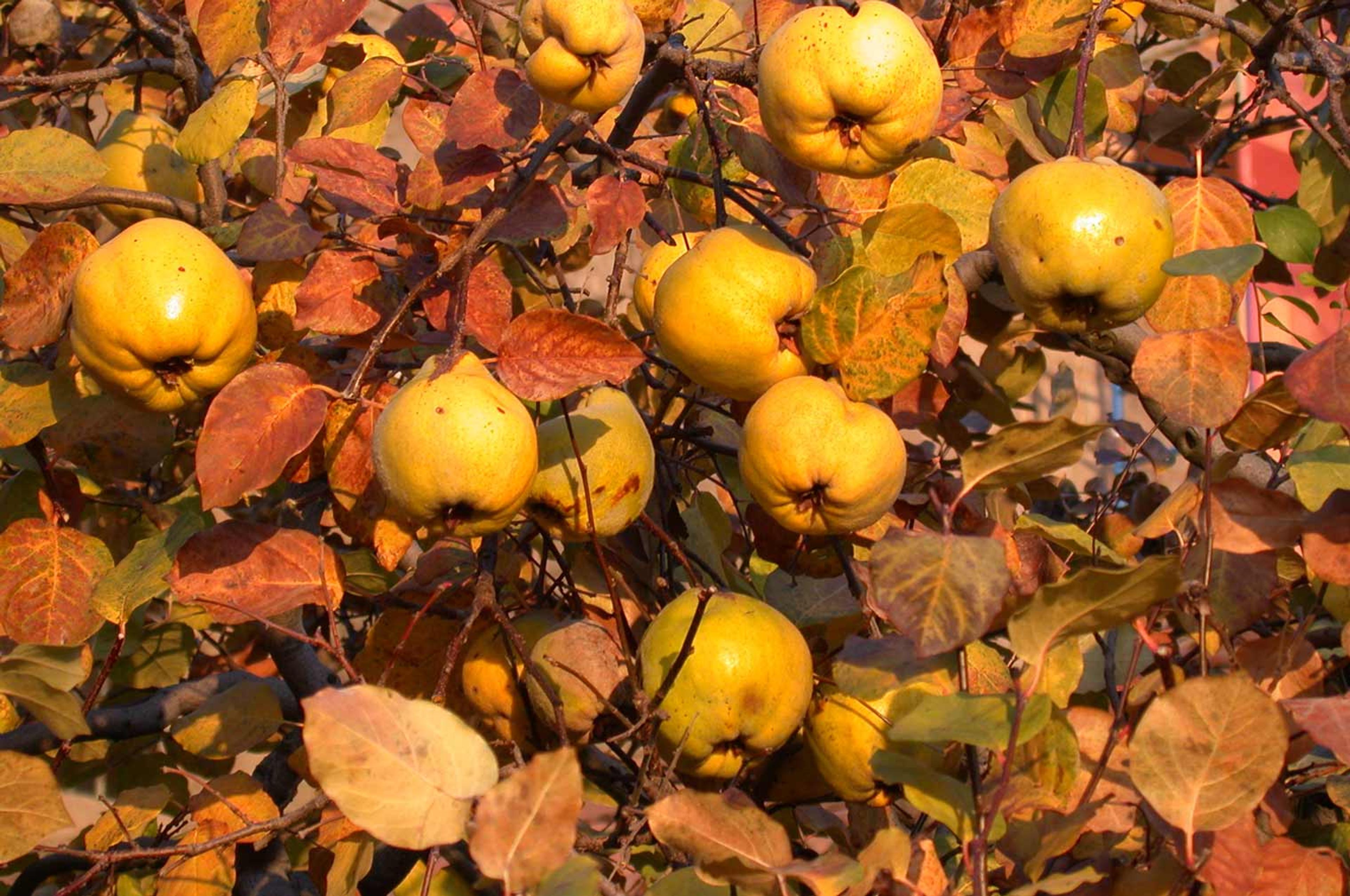 Close-up on a quince tree with ripe yellow fruit and yellow, orange, red, and brown leaves