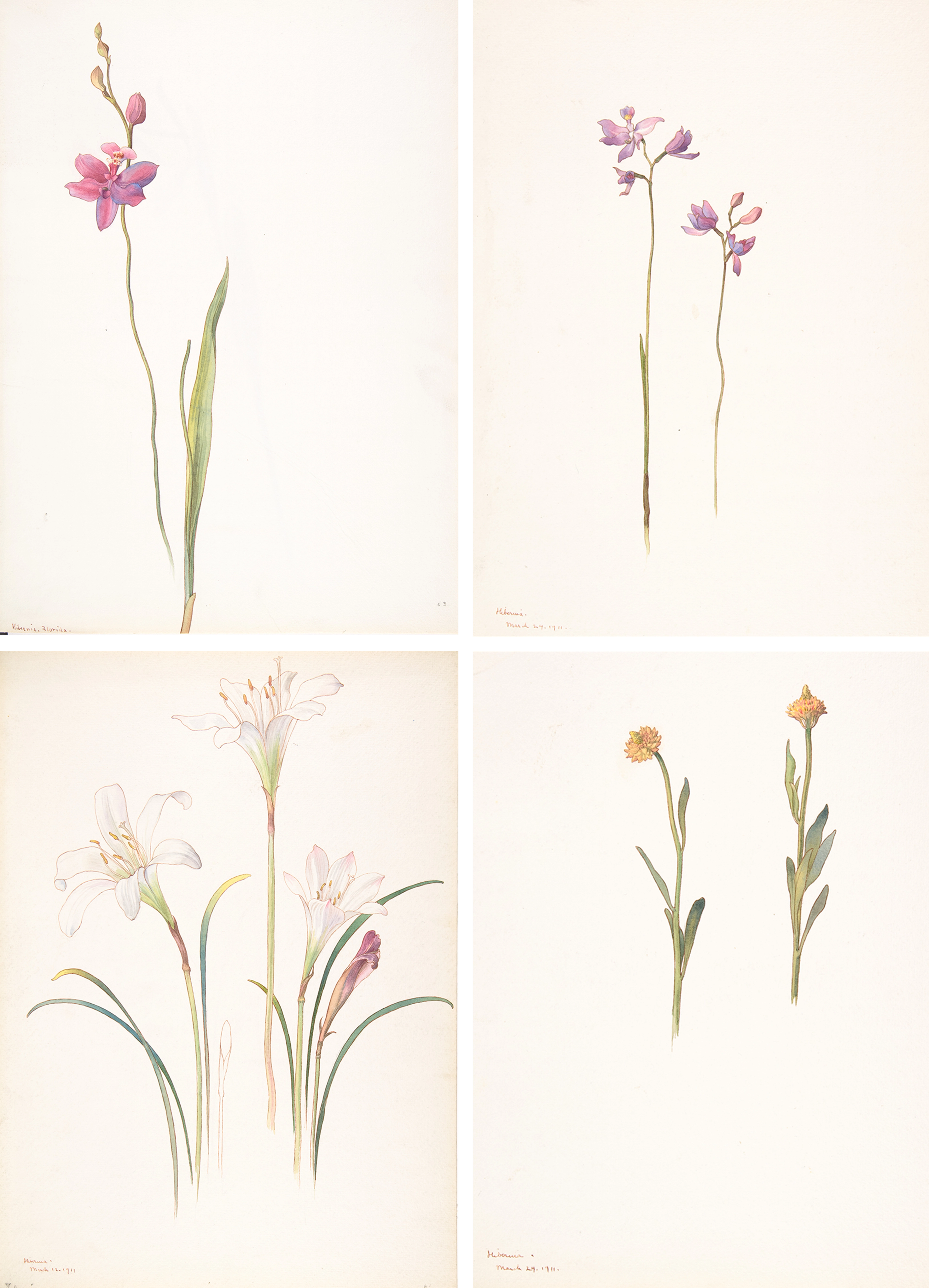 Four botanical illustrations showing delicate flowers in pink, purple, white, and yellow on plain backgrounds.