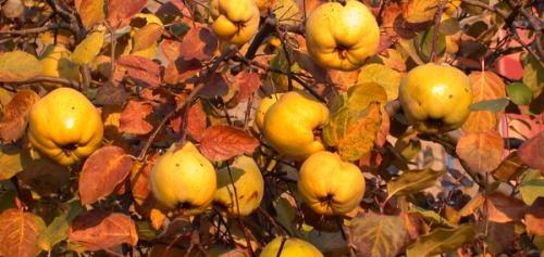 Image for *The Medieval Garden Enclosed*—The Golden Quince