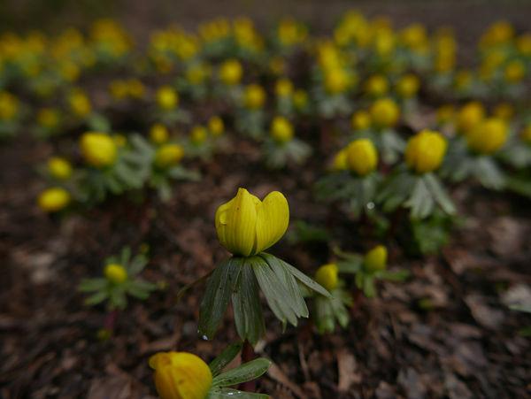 Winter Aconite (Eranthis hyemalis). Photograph by Caleb Leech