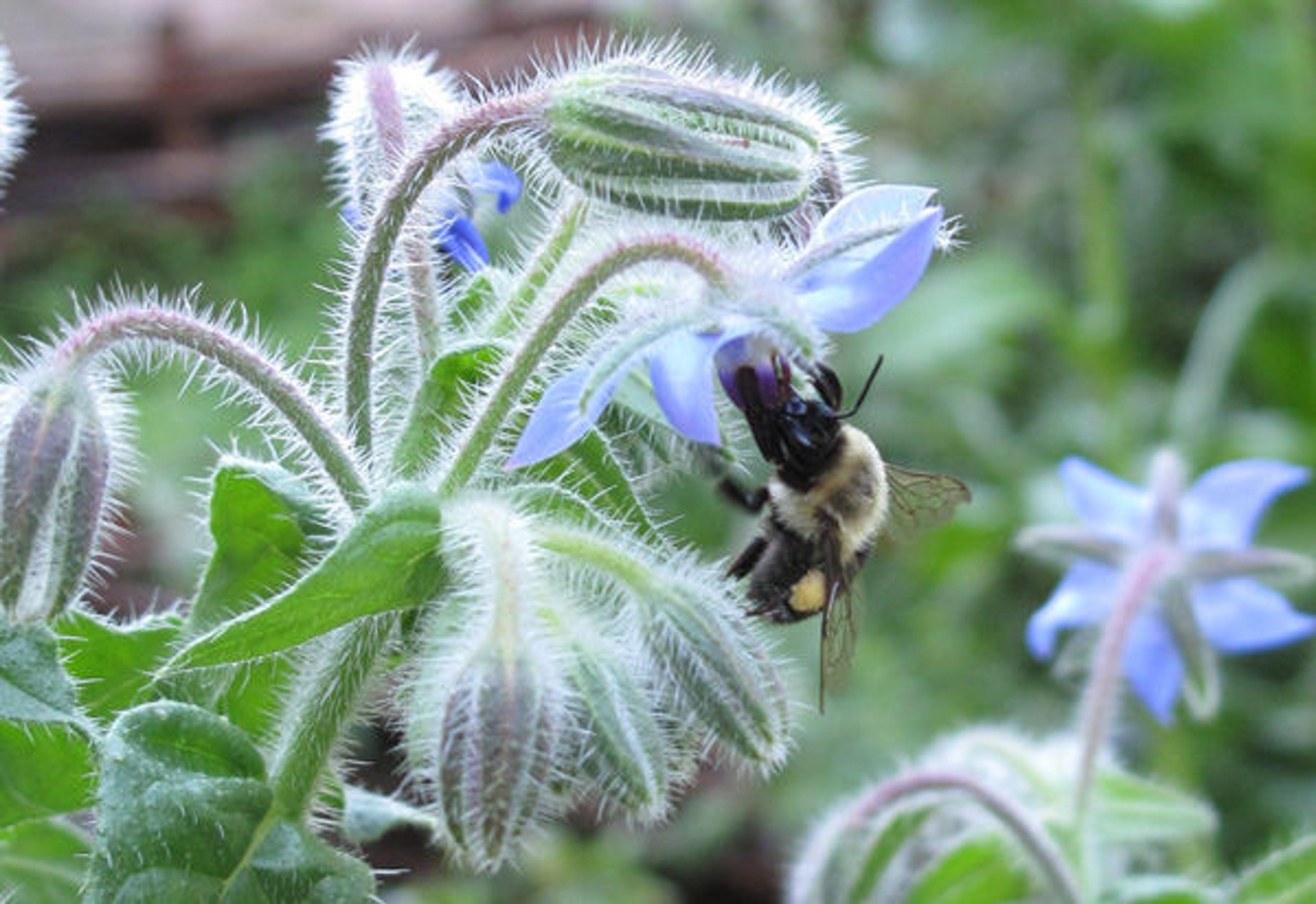 A bee devours the medieval borage flower