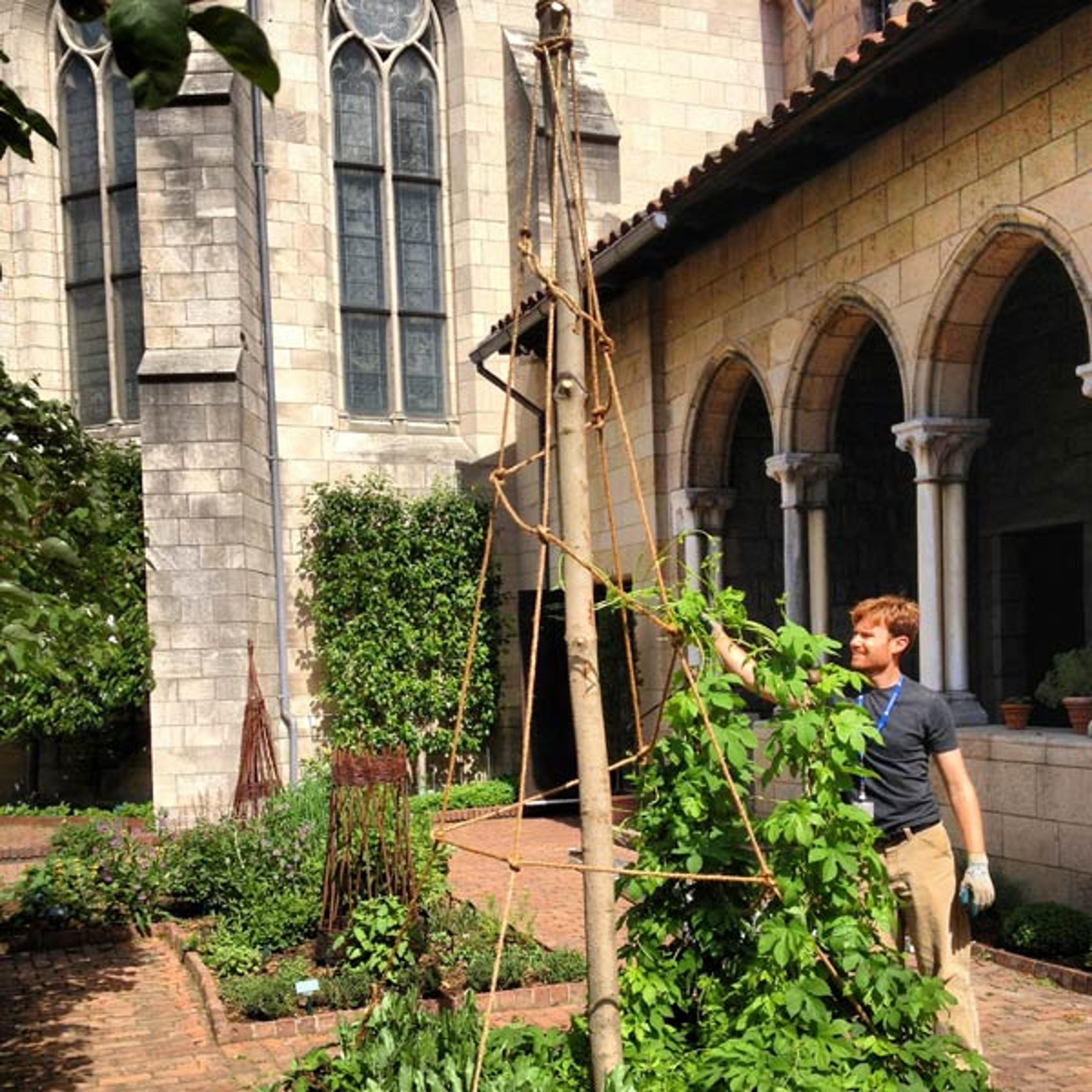Gardener Bryan Stevenson trains the hops onto the ropes of a new trellis in the Bonnefont Herb Garden. Photograph by Caleb Leech