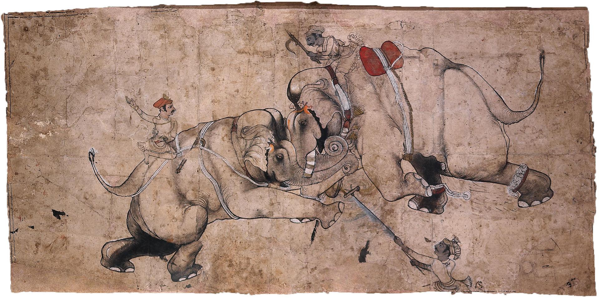 Two elephants fighting