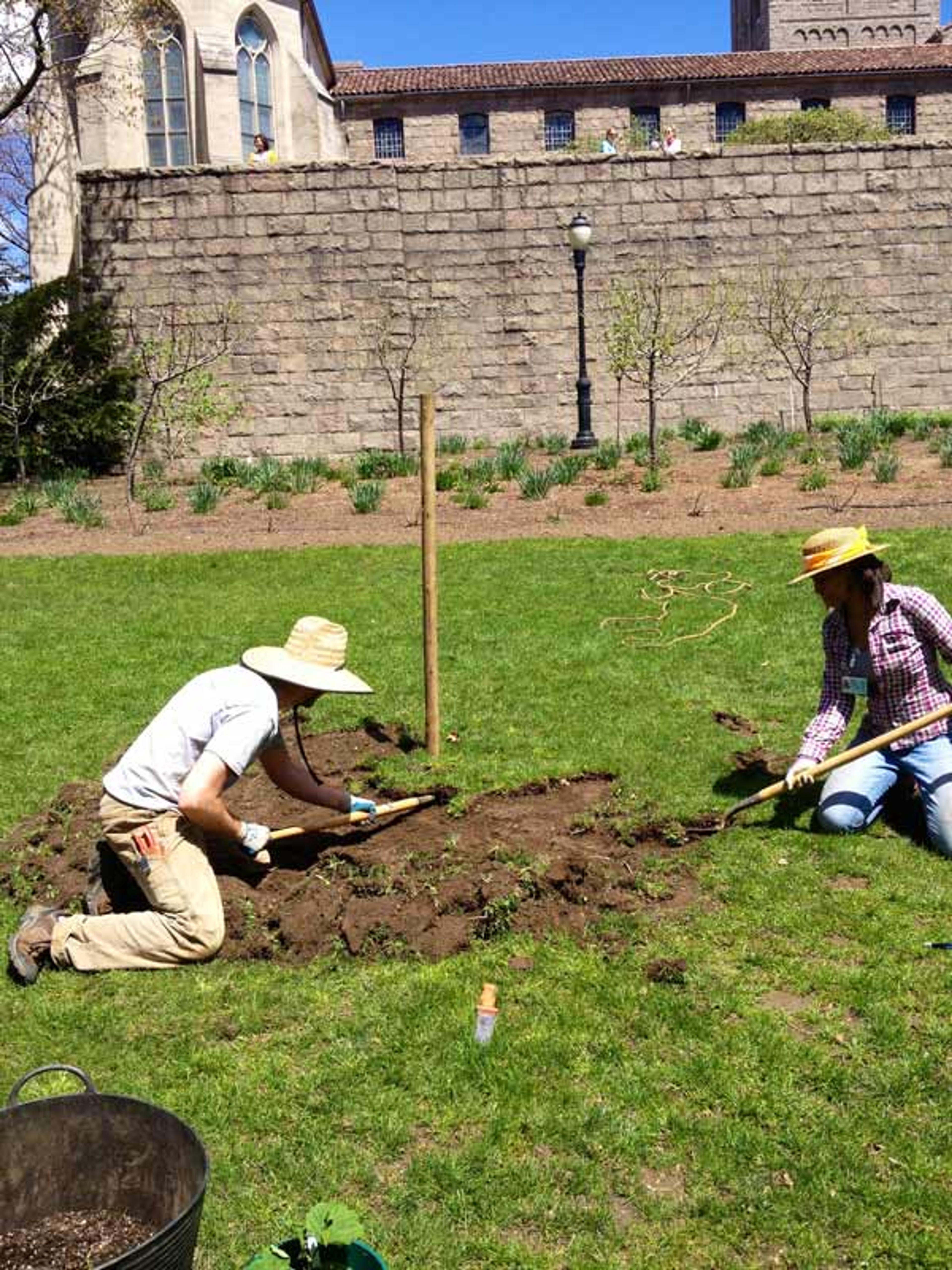 Gardeners remove sod in thin sheets to prepare a garden bed for new hops plants. Photograph by Caleb Leech