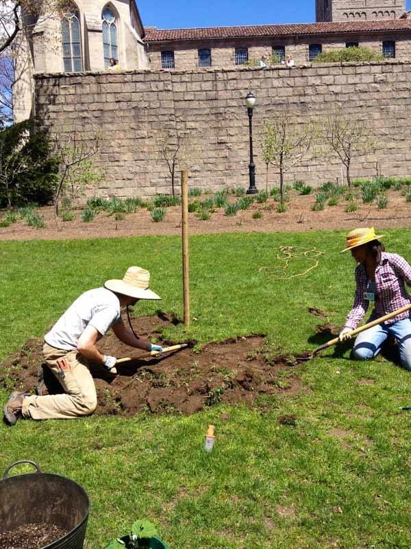 Gardeners remove sod in thin sheets to prepare a garden bed for new hops plants. Photograph by Caleb Leech